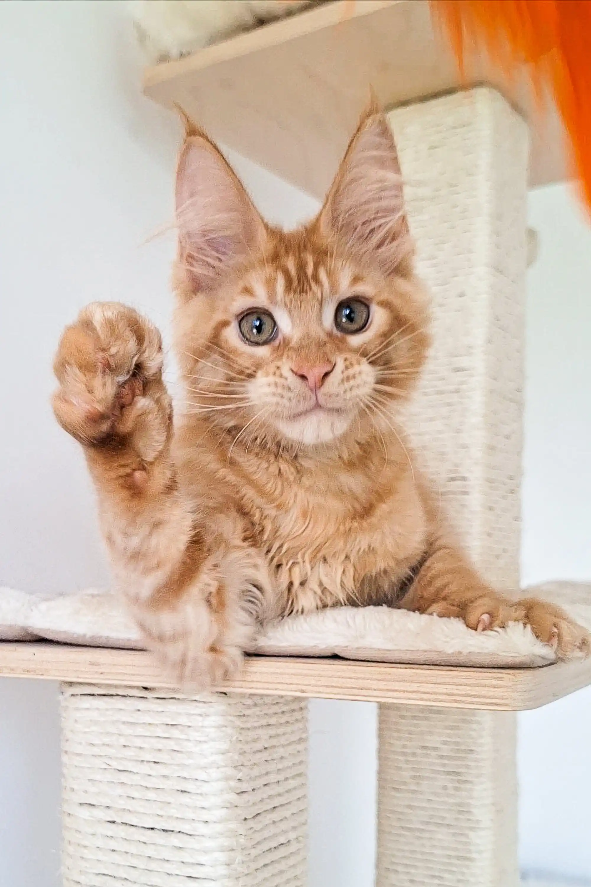 Oswald | Maine Coon Kitten - Image 6
