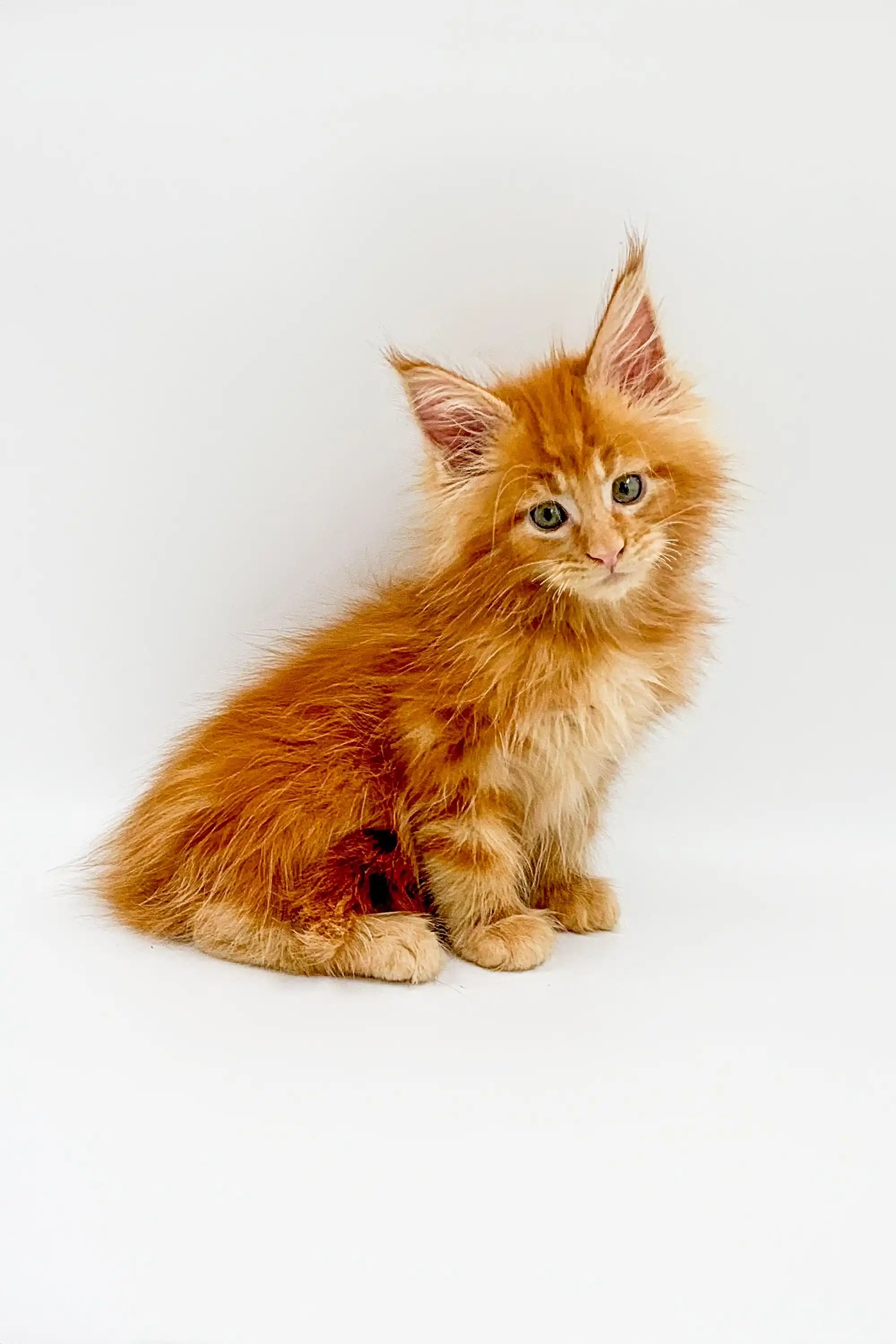Owes | Maine Coon Kitten - Image 2