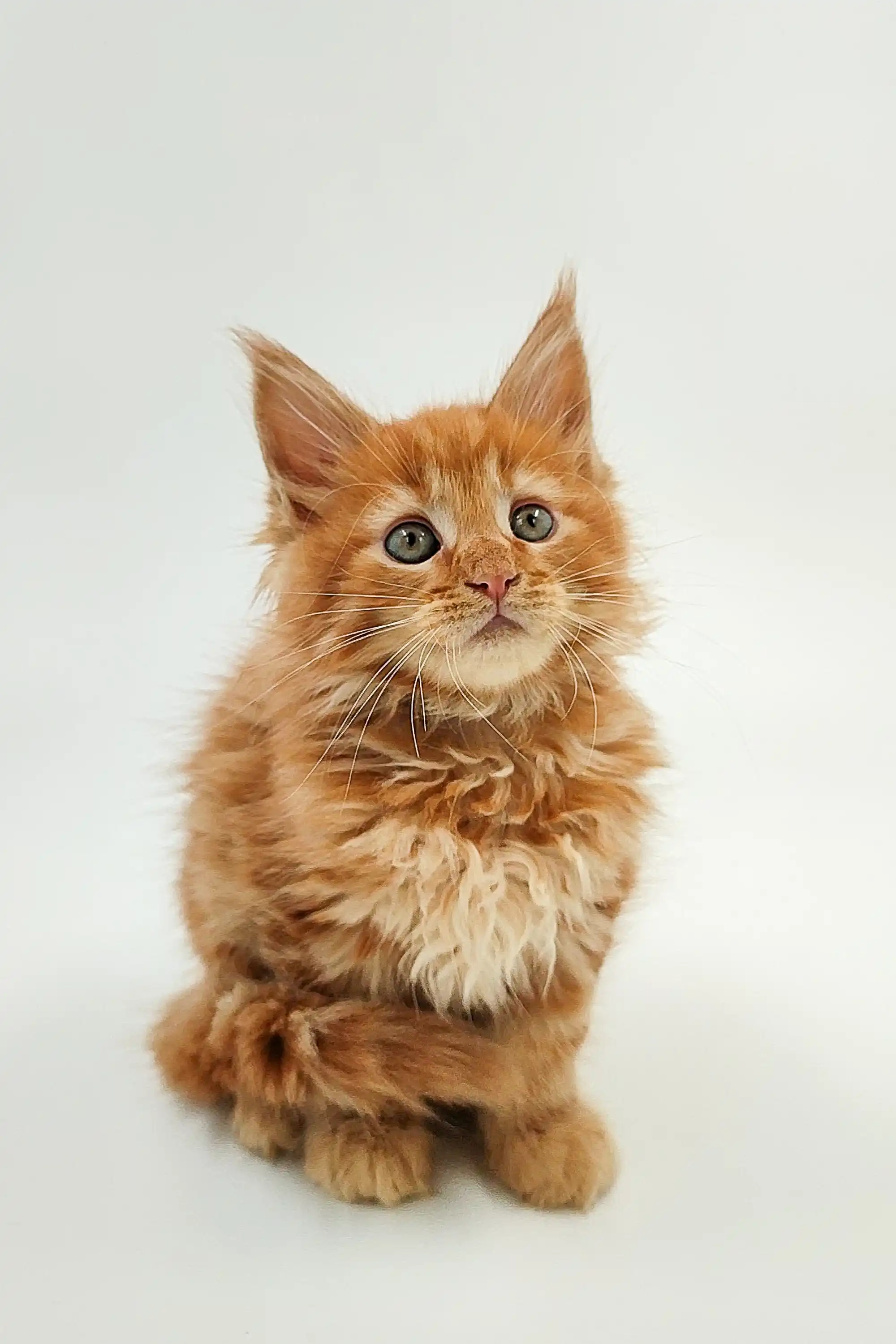 Ozzy | Maine Coon Kitten - Image 12