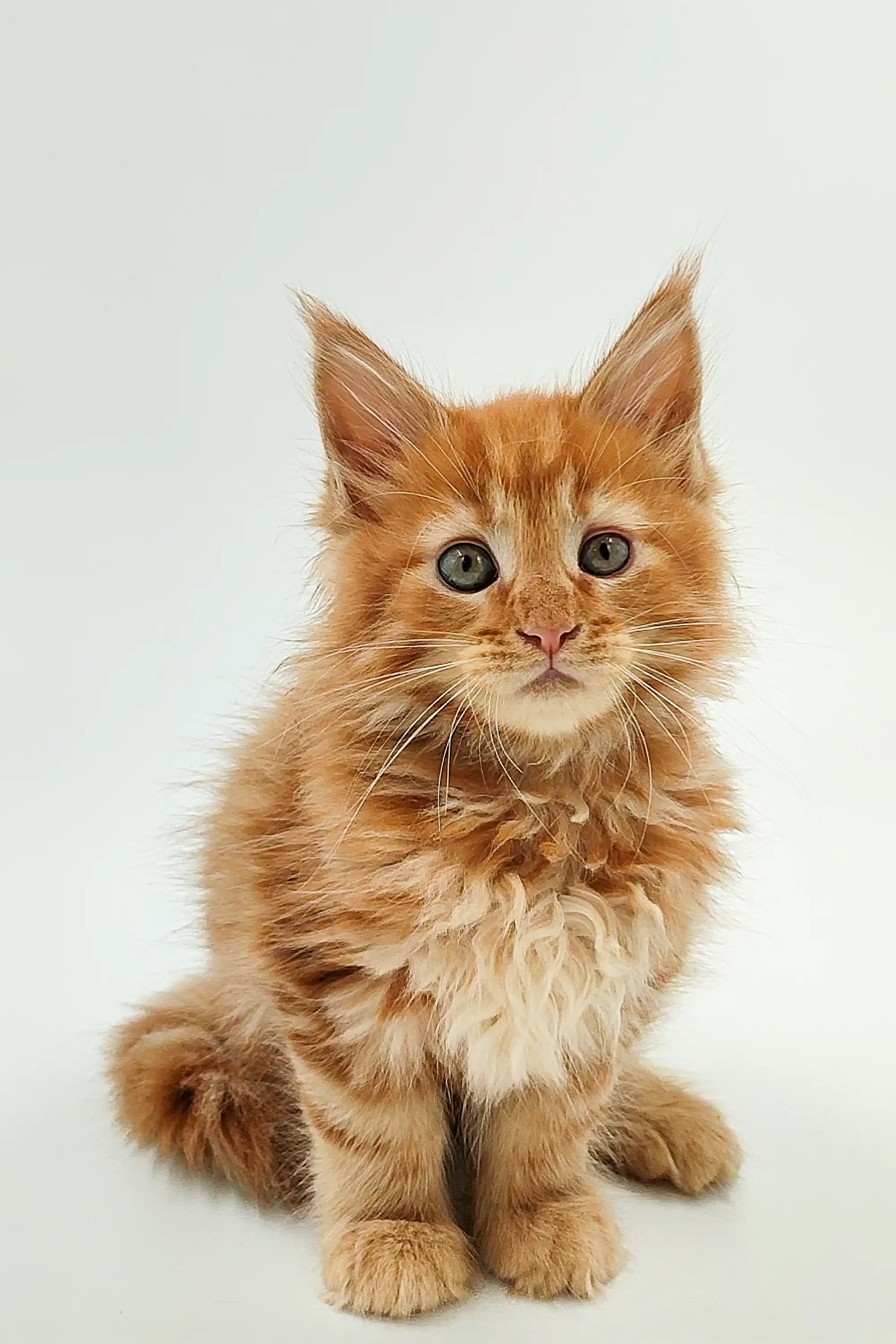 Ozzy | Maine Coon Kitten - Image 14