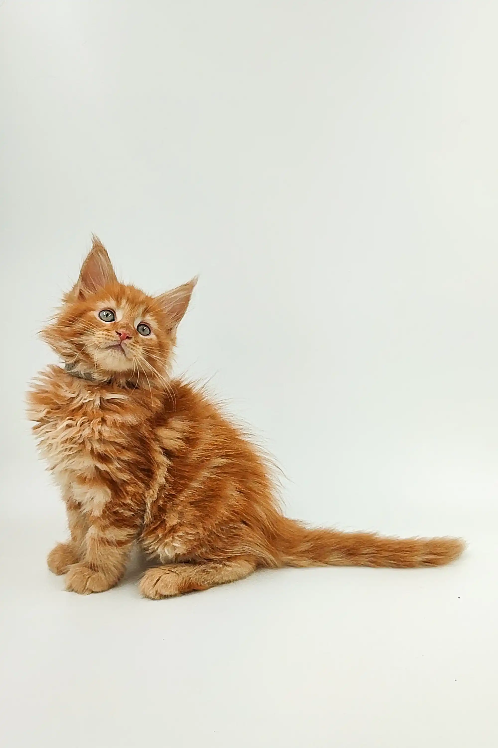 Ozzy | Maine Coon Kitten - Image 5