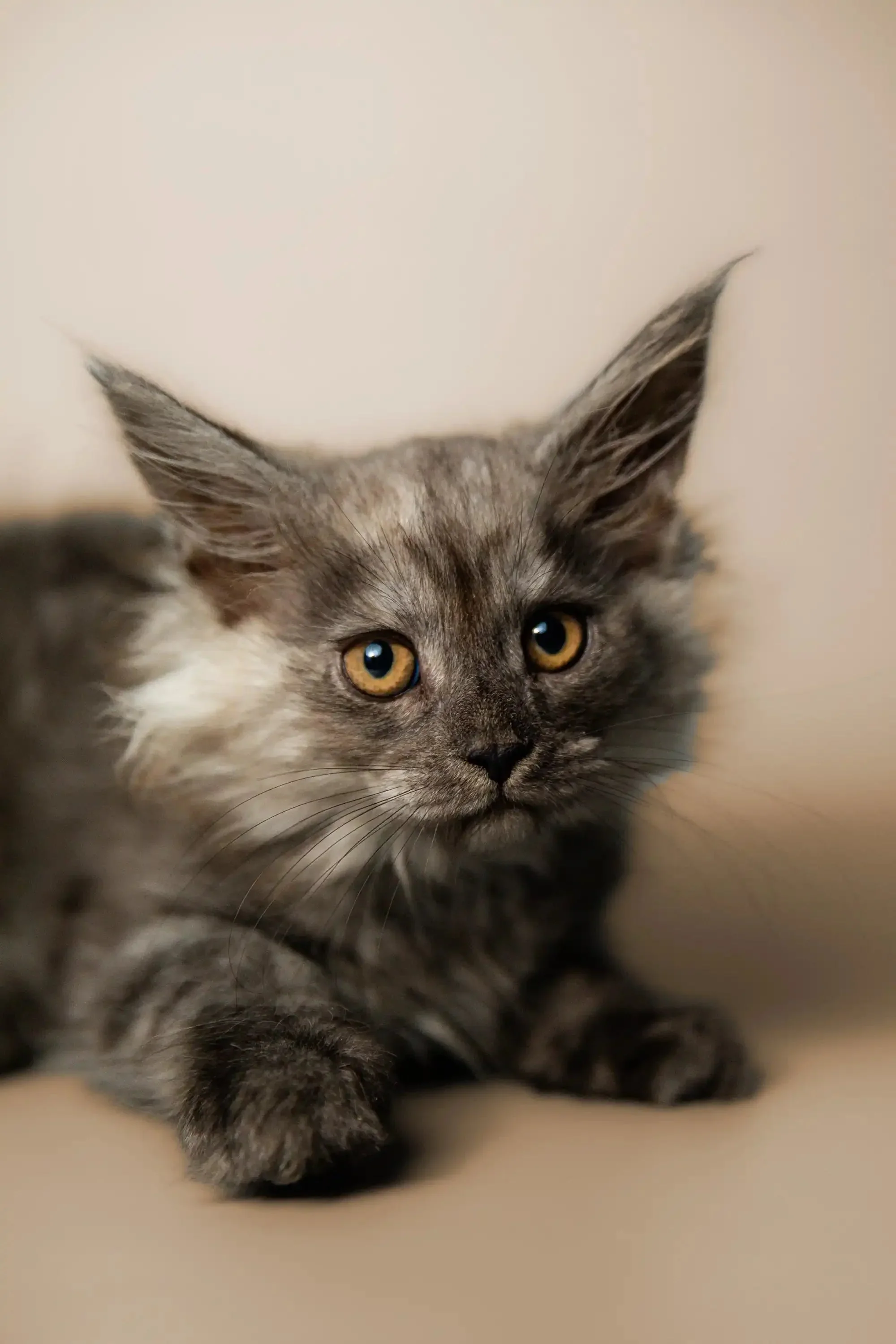 Padma | Maine Coon Kitten - Image 2