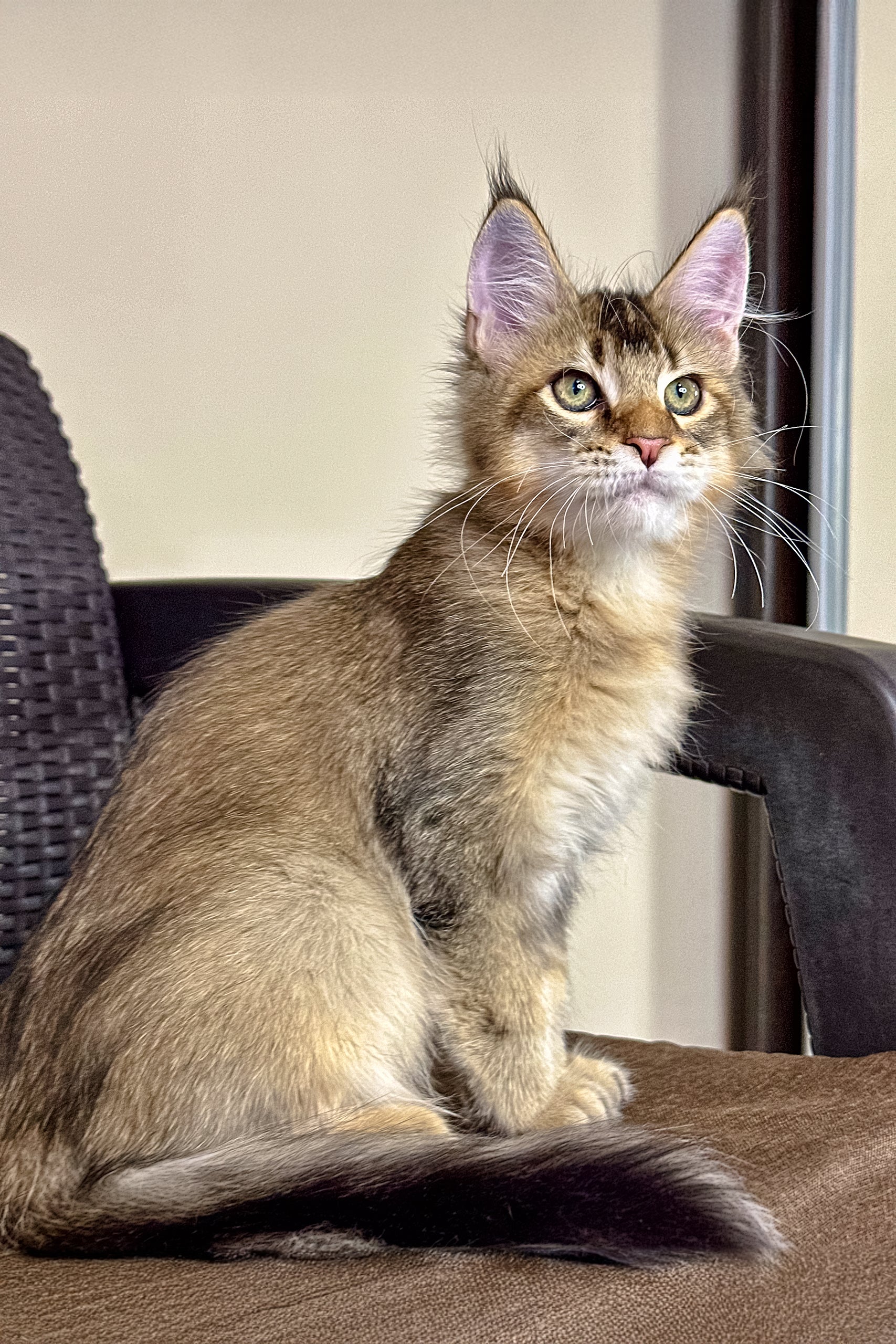 Pallmer | Maine Coon Kitten - Image 5
