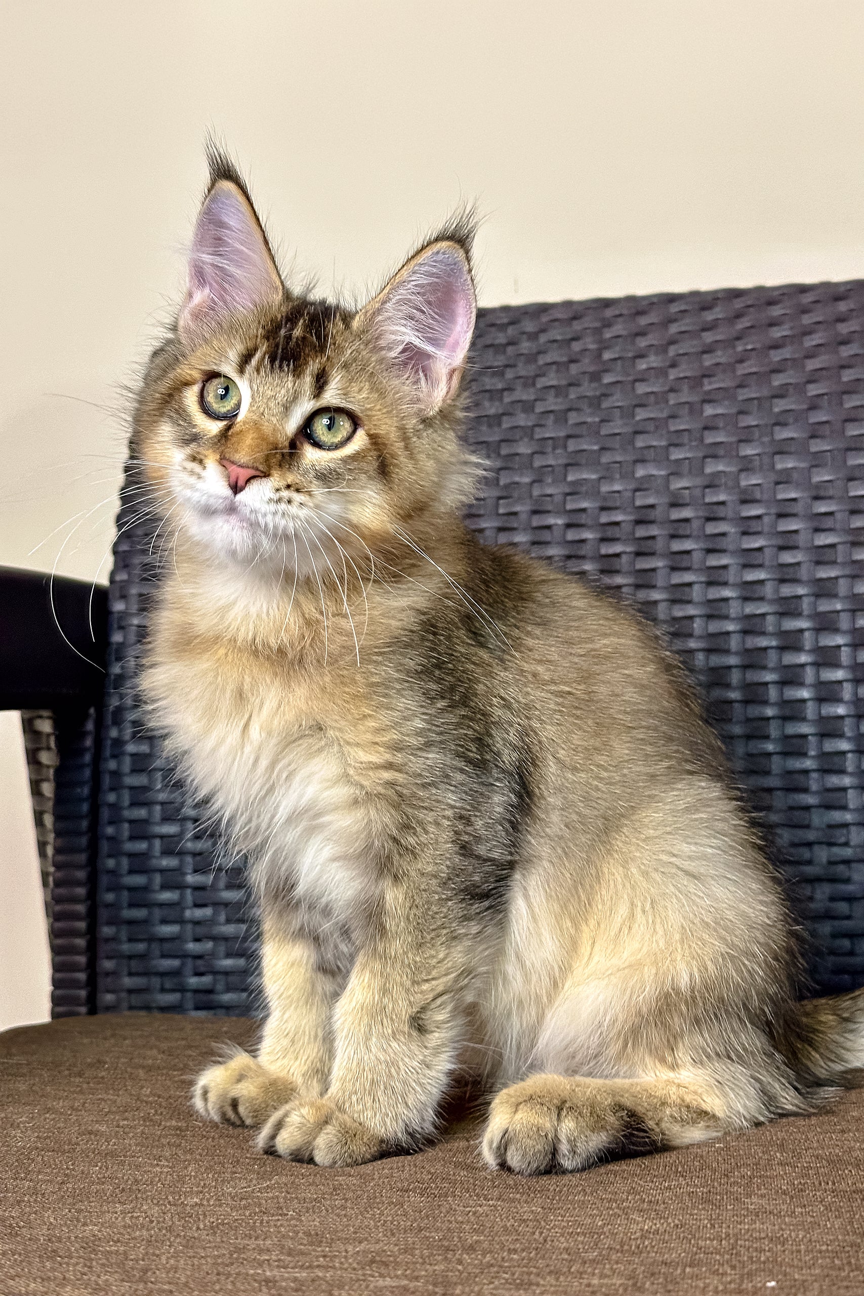 Pallmer | Maine Coon Kitten - Image 8