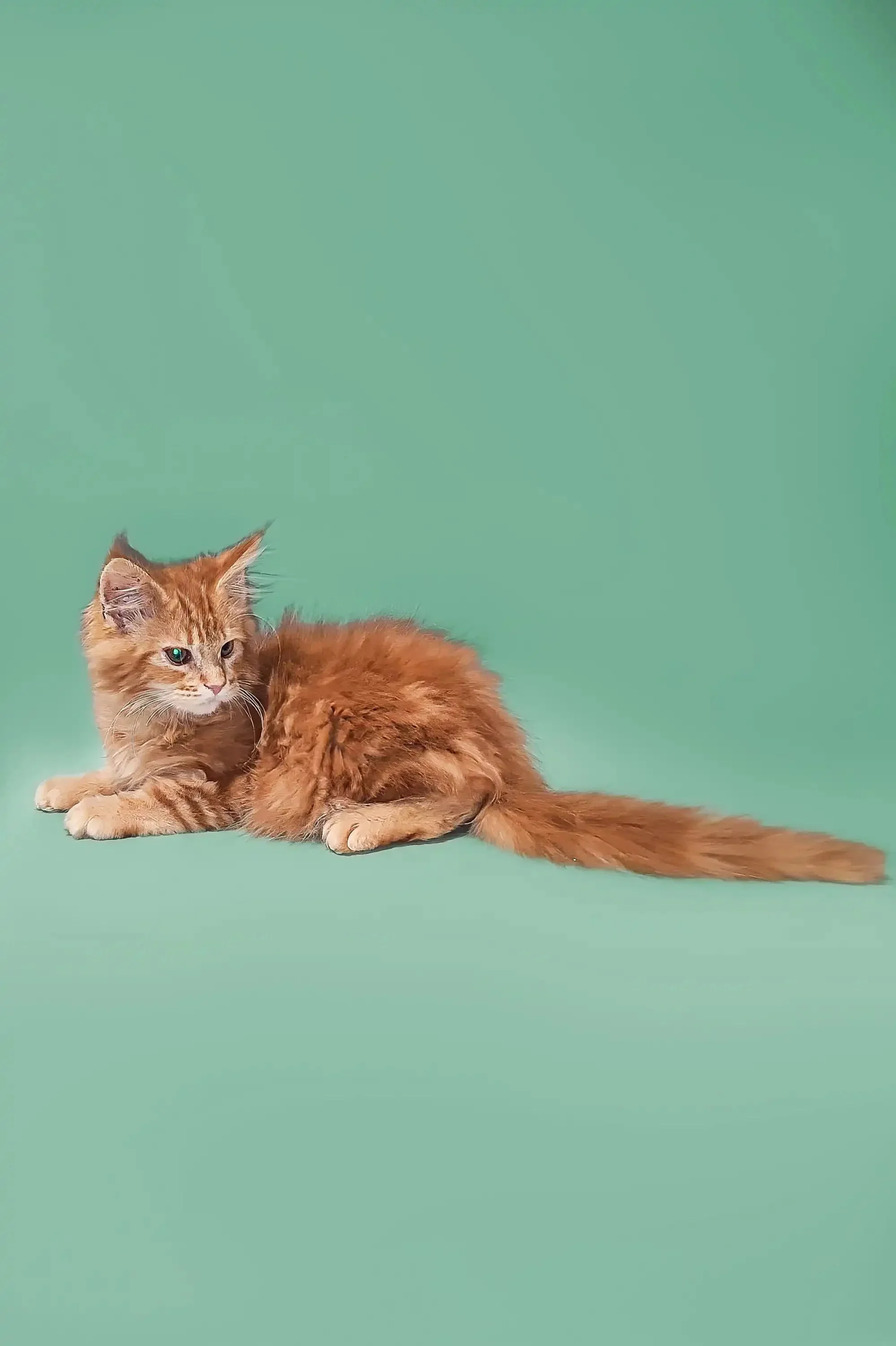 Palmer  | Maine Coon Kitten - Image 6