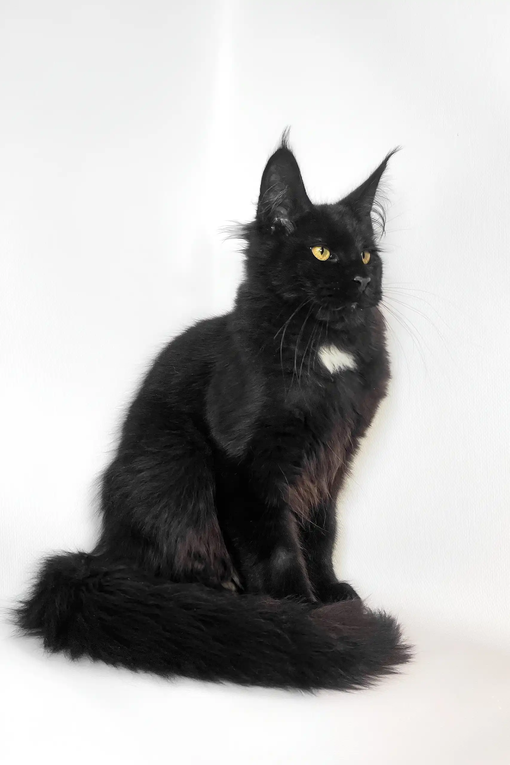 Panda | Maine Coon Kitten - Image 10