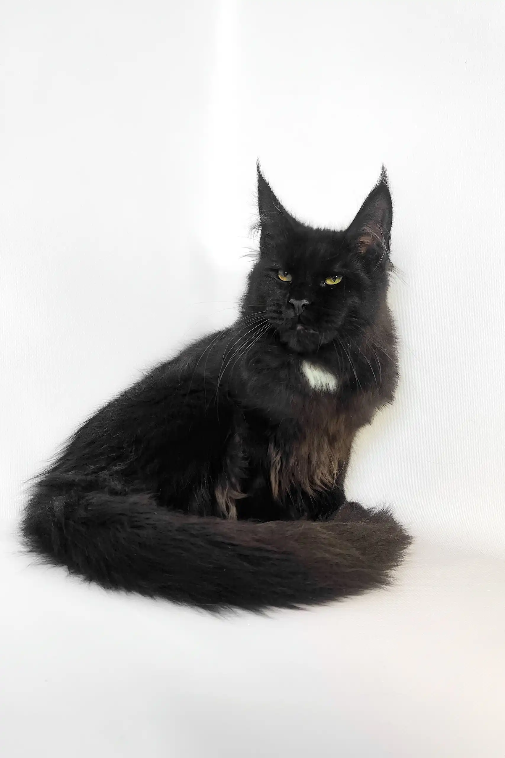 Panda | Maine Coon Kitten - Image 7