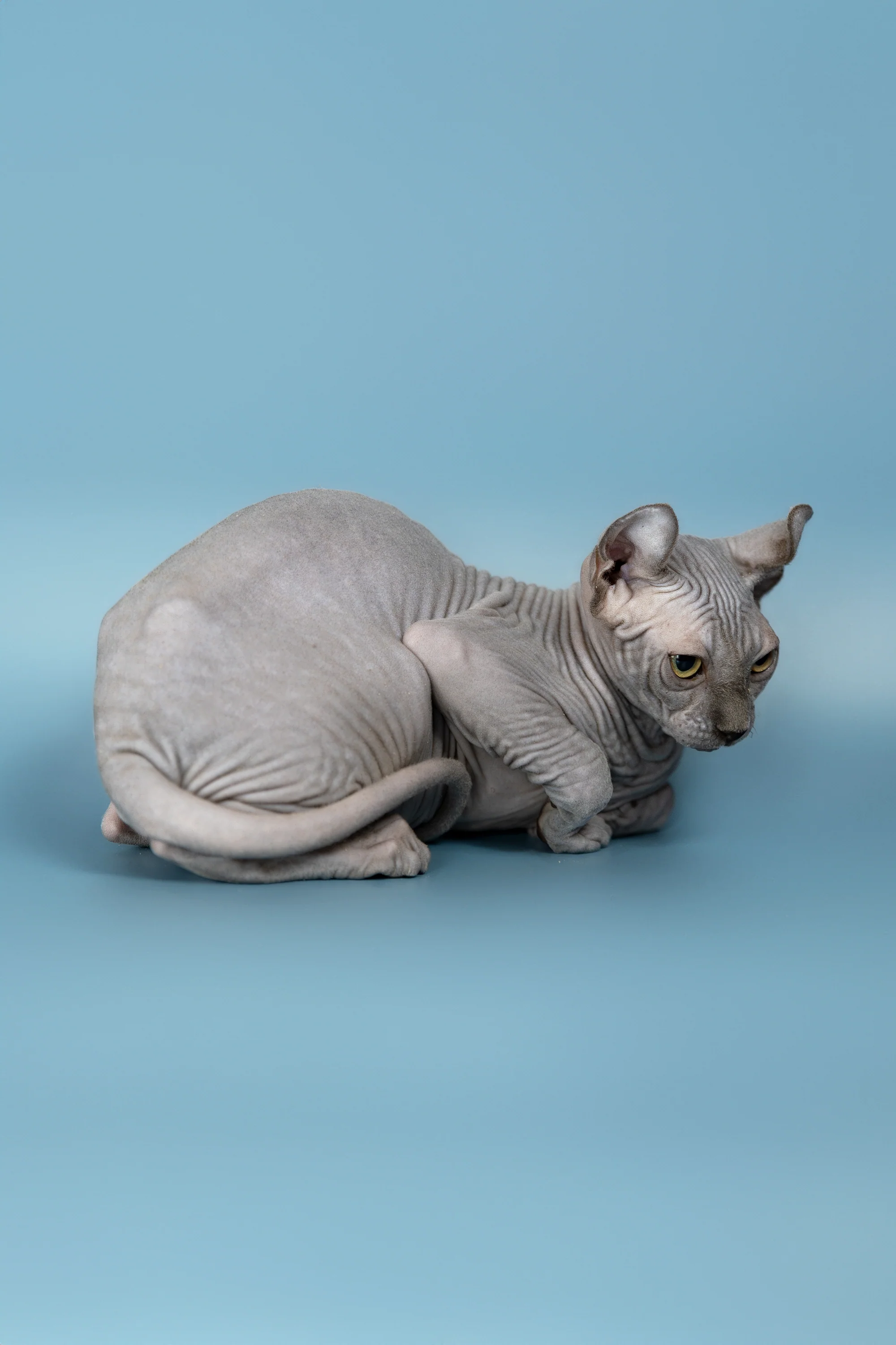 Pandora | Elf Sphynx Kitten - Image 10