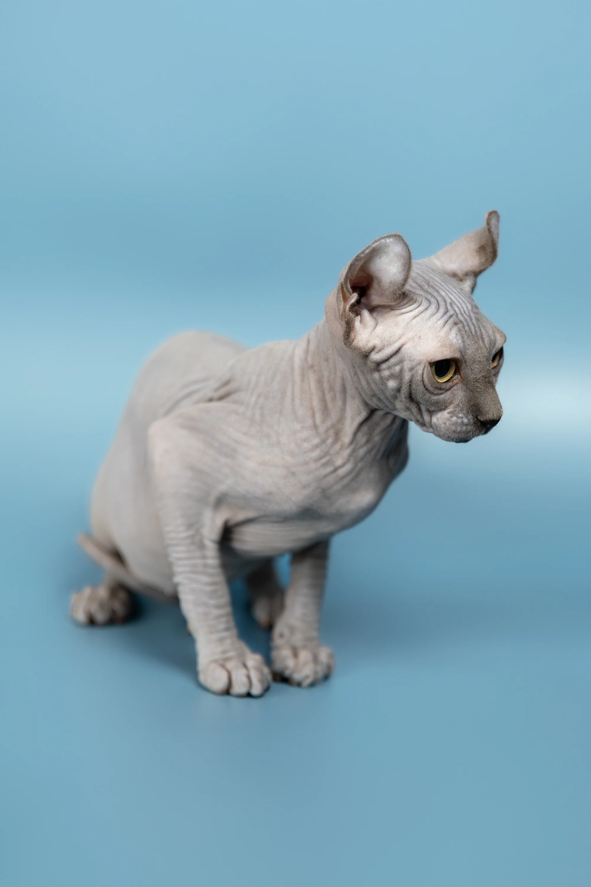 Pandora | Elf Sphynx Kitten - Image 6