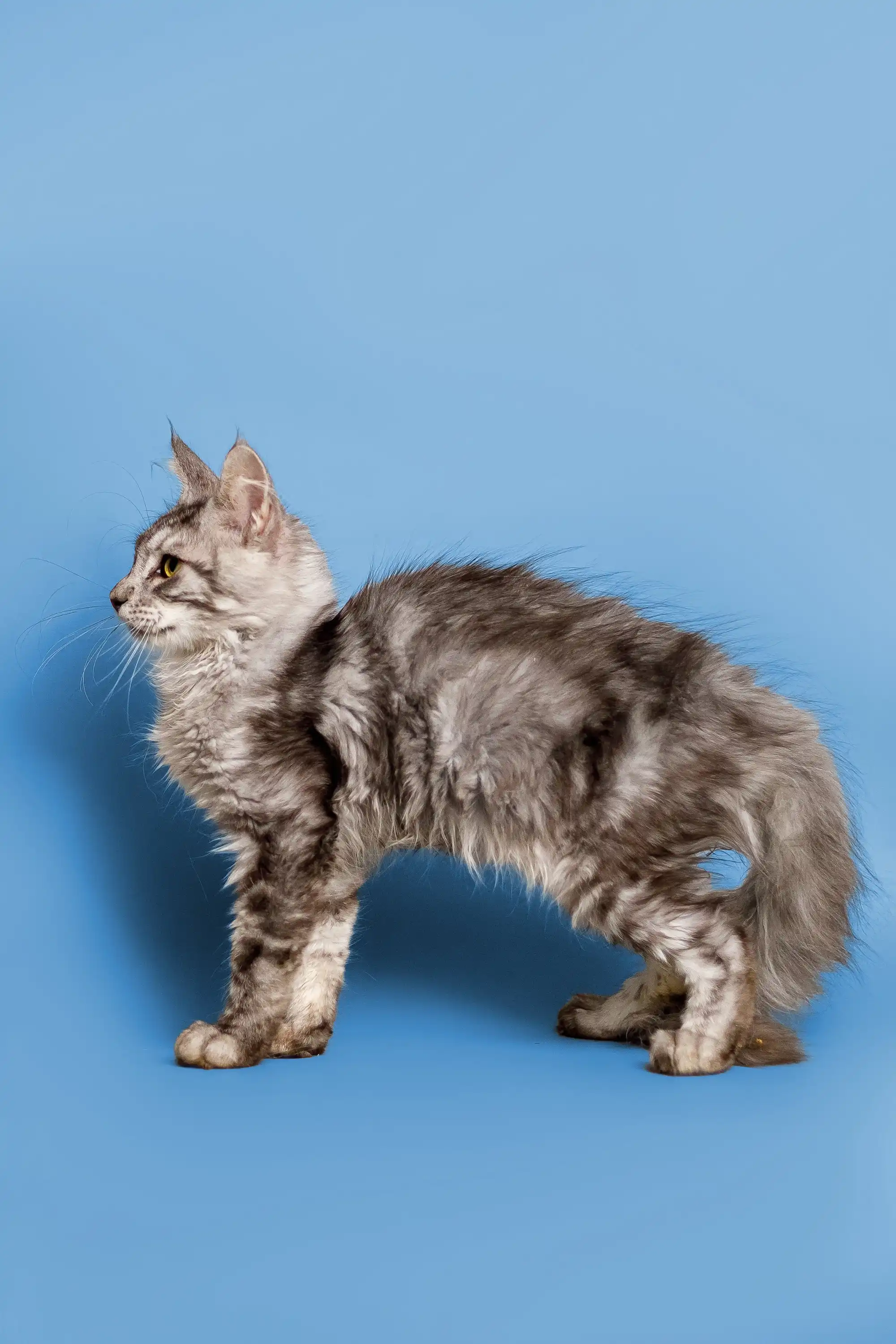 Paris | Maine Coon Kitten - Image 12