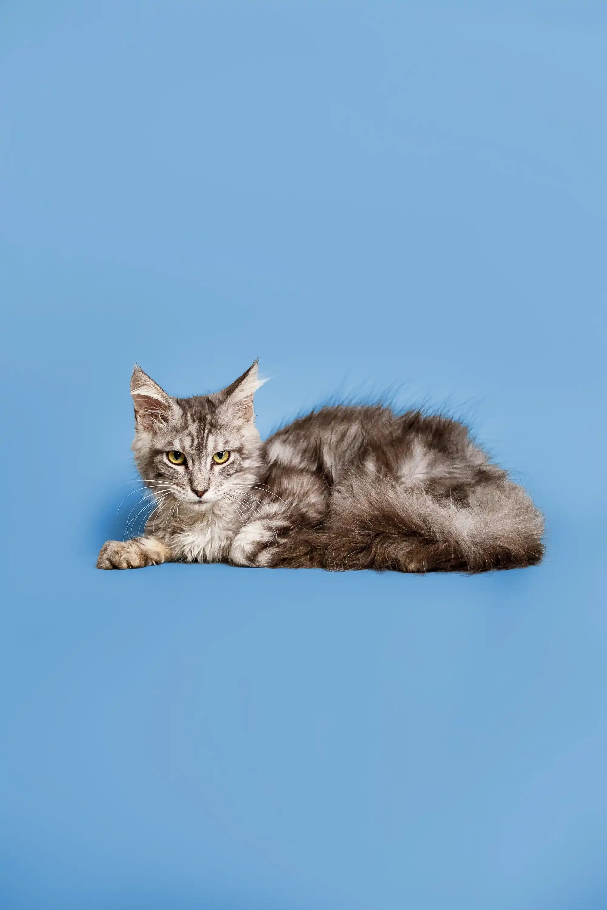 Paris | Maine Coon Kitten - Image 2