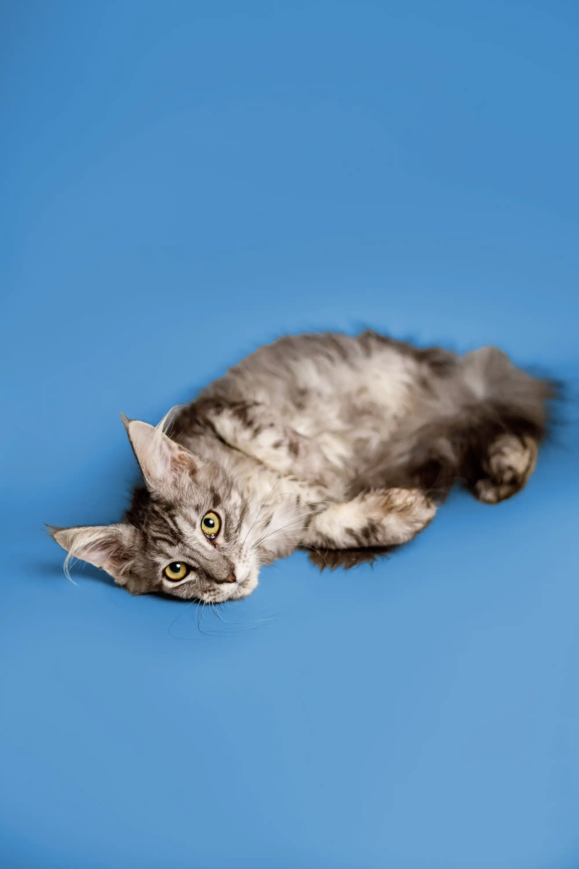 Paris | Maine Coon Kitten - Image 4