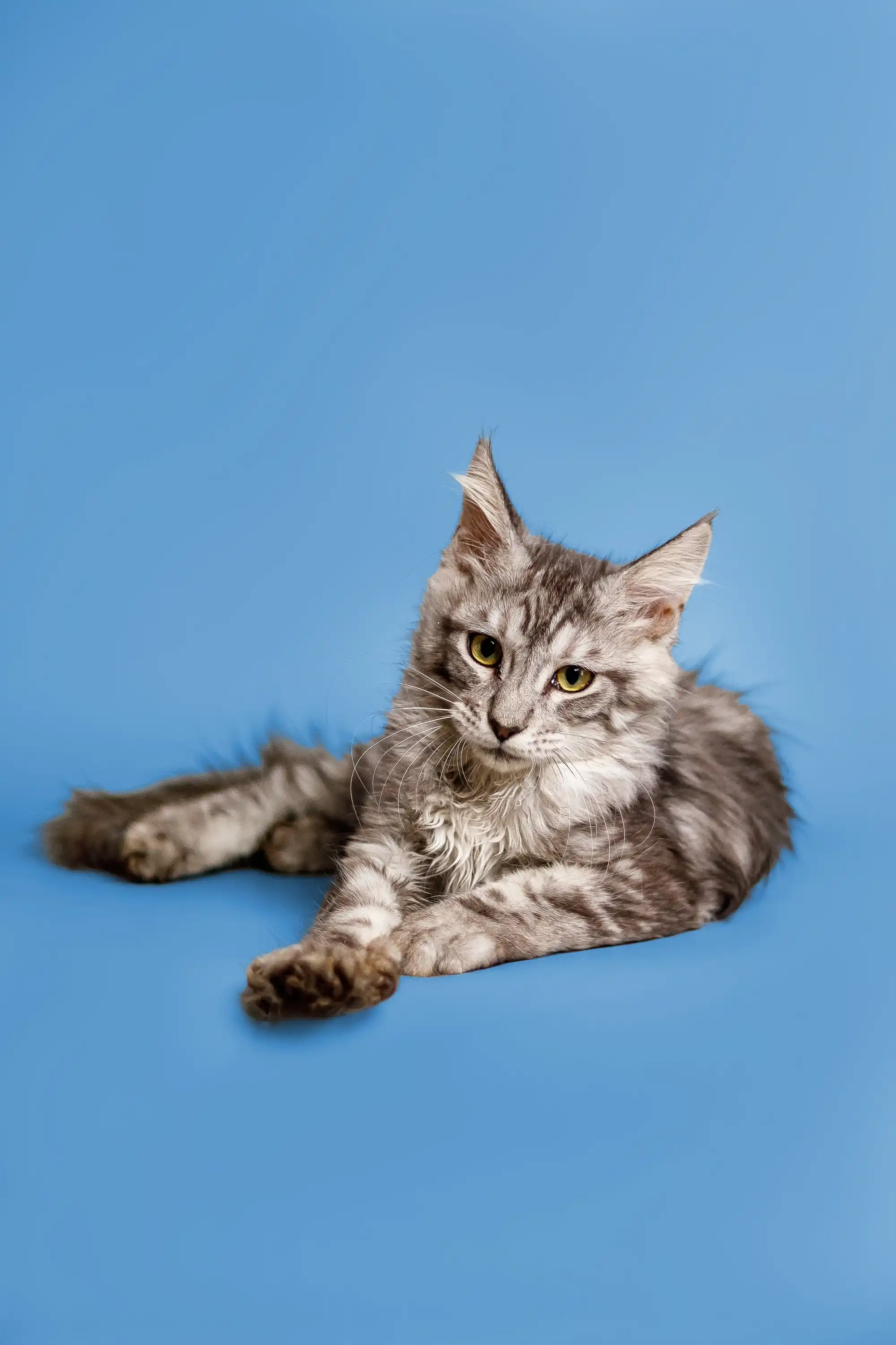 Paris | Maine Coon Kitten - Image 5