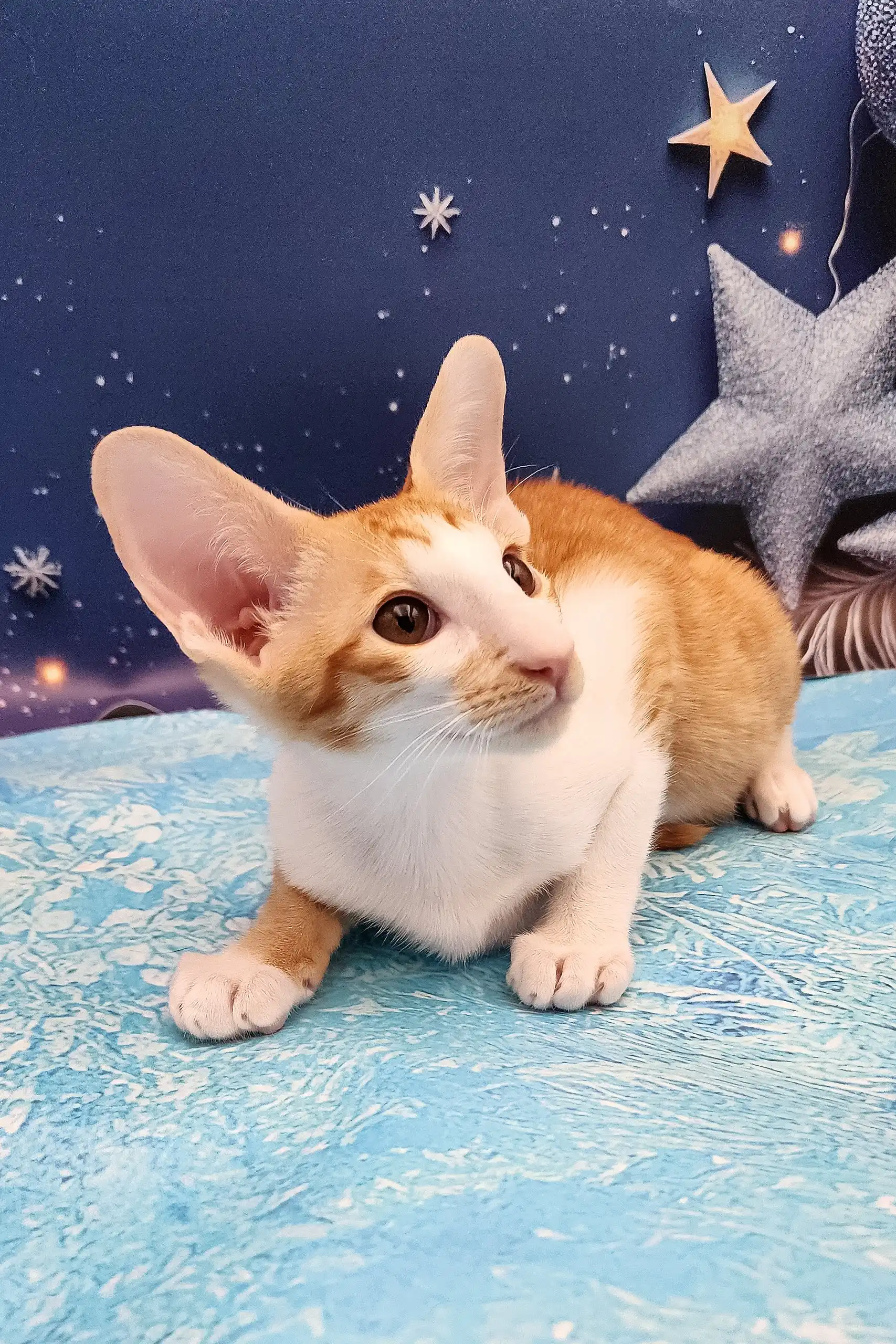 Parris | Oriental Shorthair Kitten - Image 10