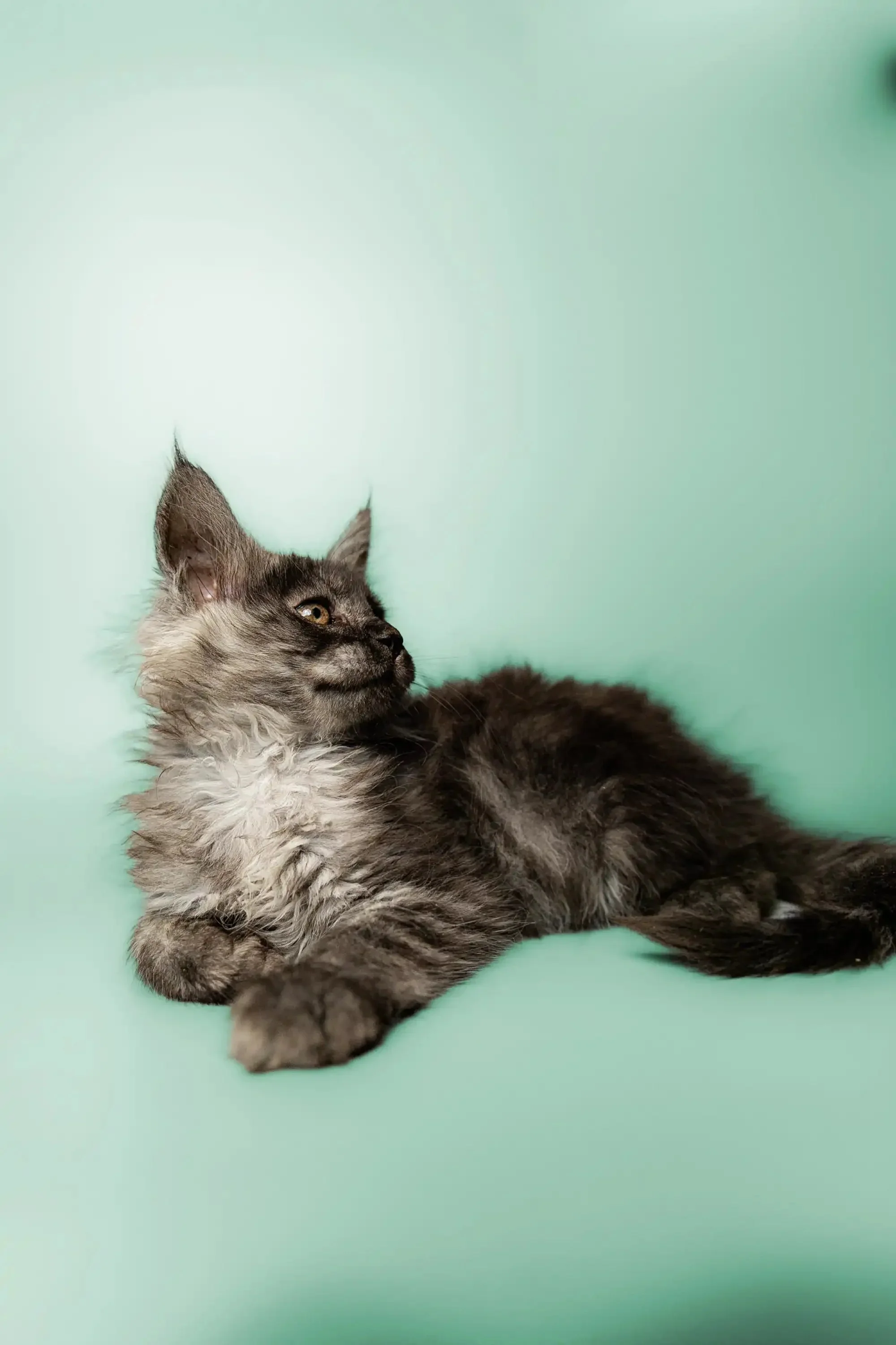 Pascal | Maine Coon Kitten - Image 4