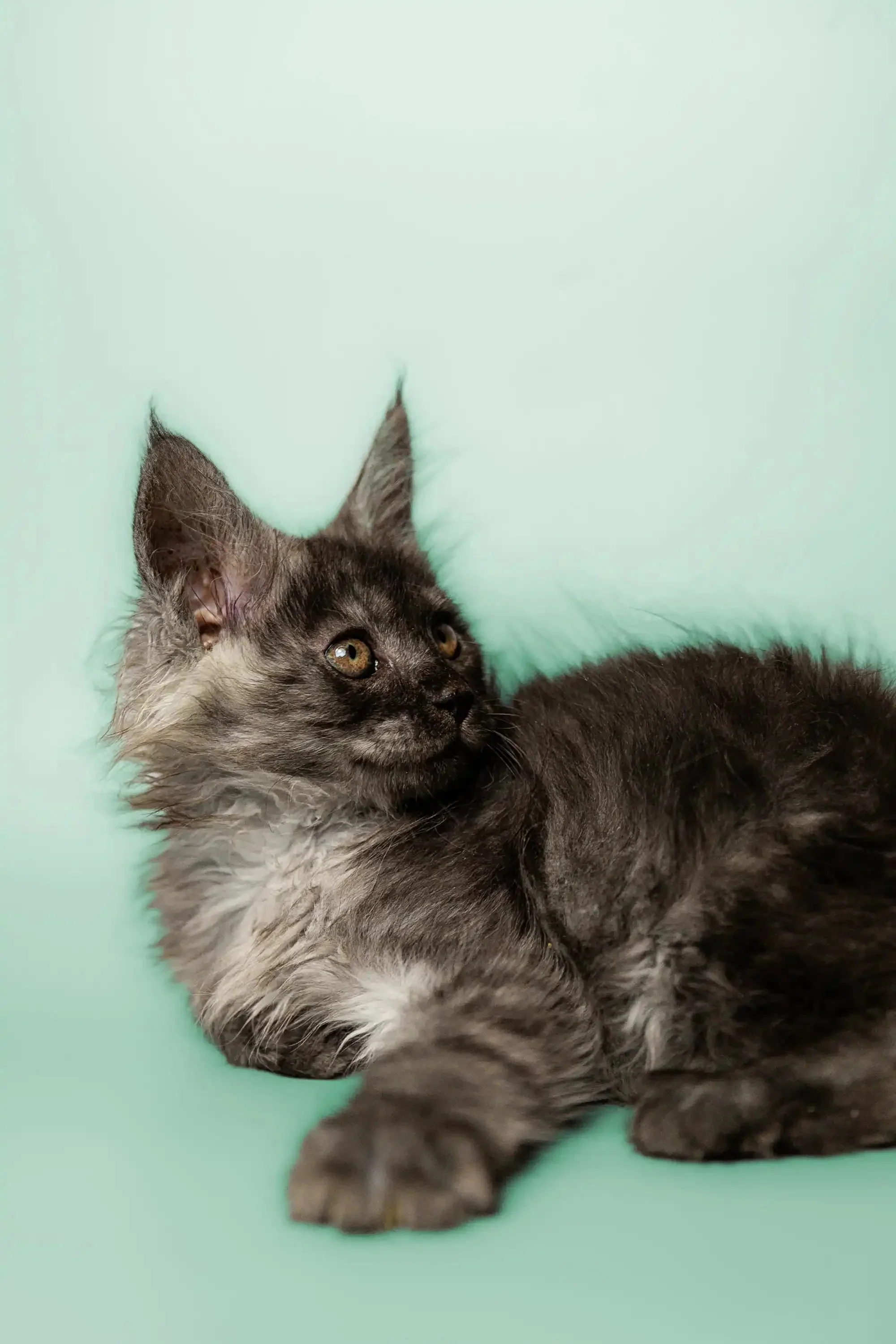 Pascal | Maine Coon Kitten - Image 8