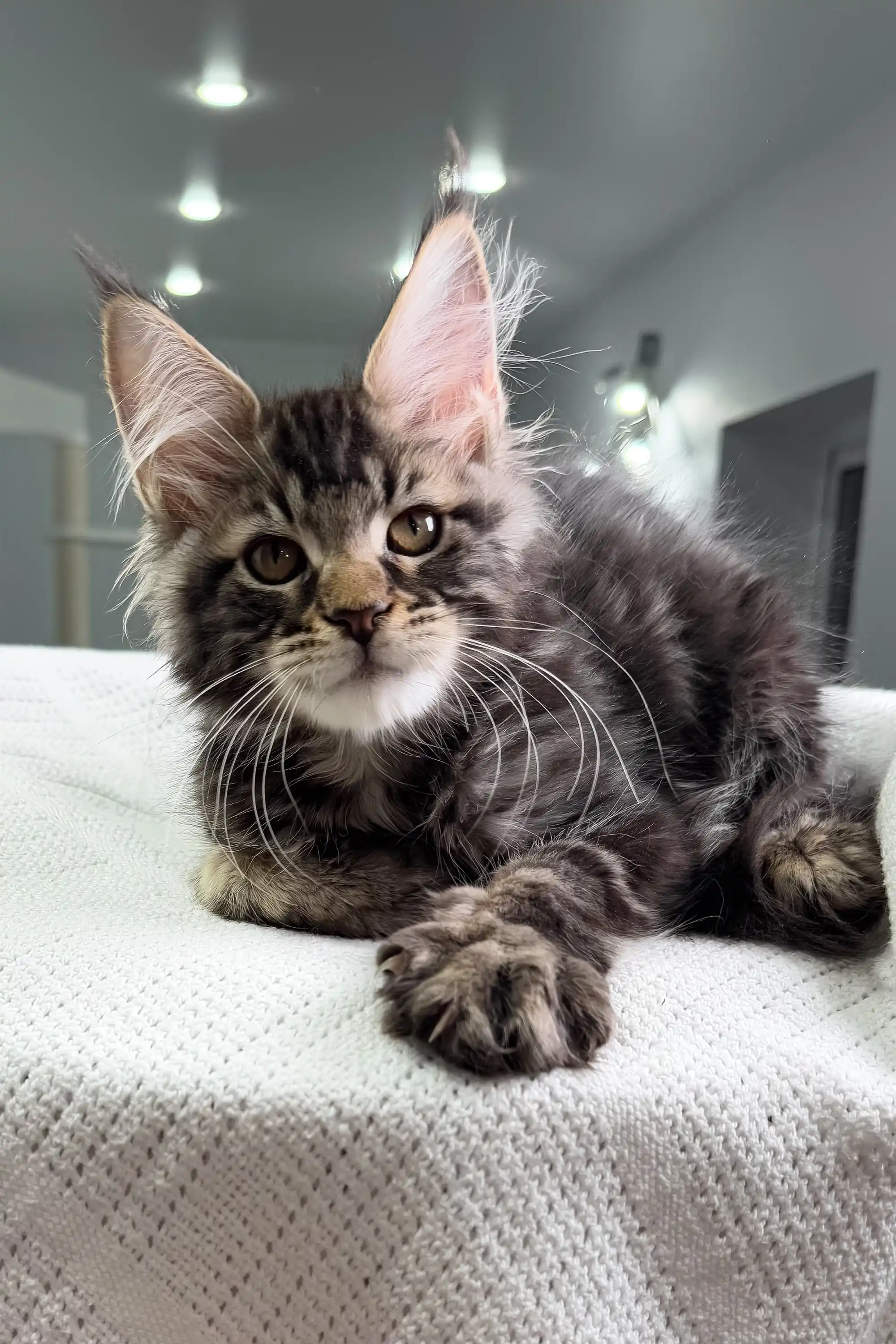 Patrick | Maine Coon Kitten - Image 5