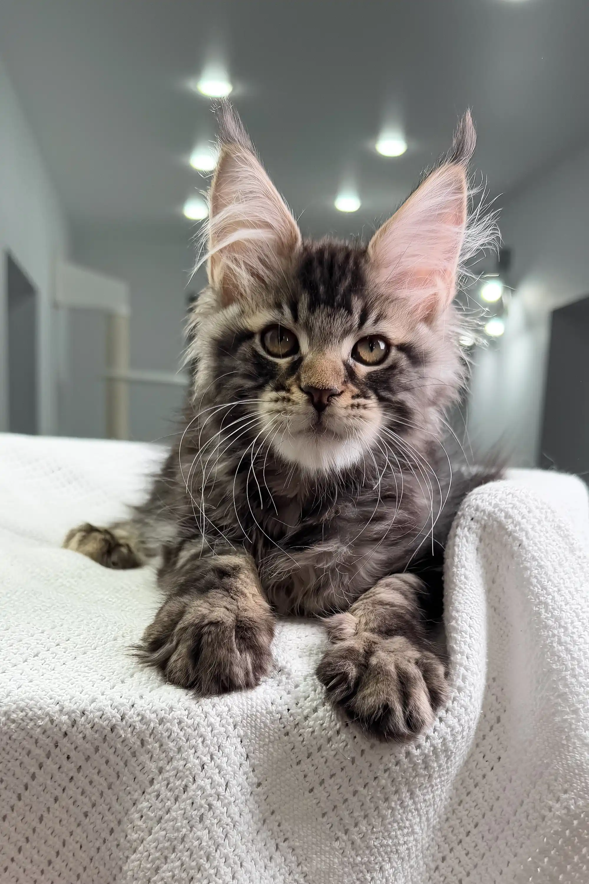 Patrick | Maine Coon Kitten - Image 7