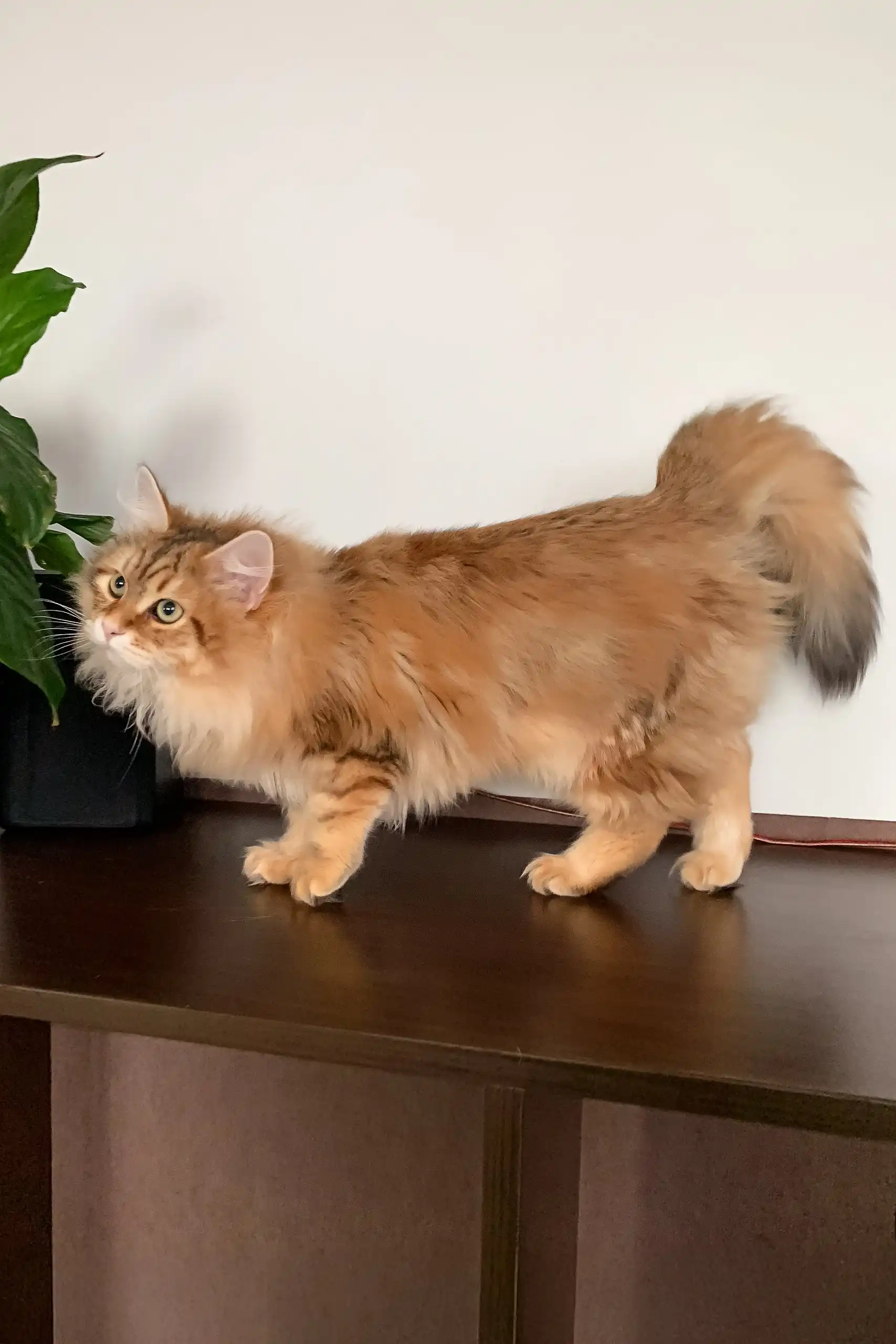 Patrick | Siberian Kitten - Image 6