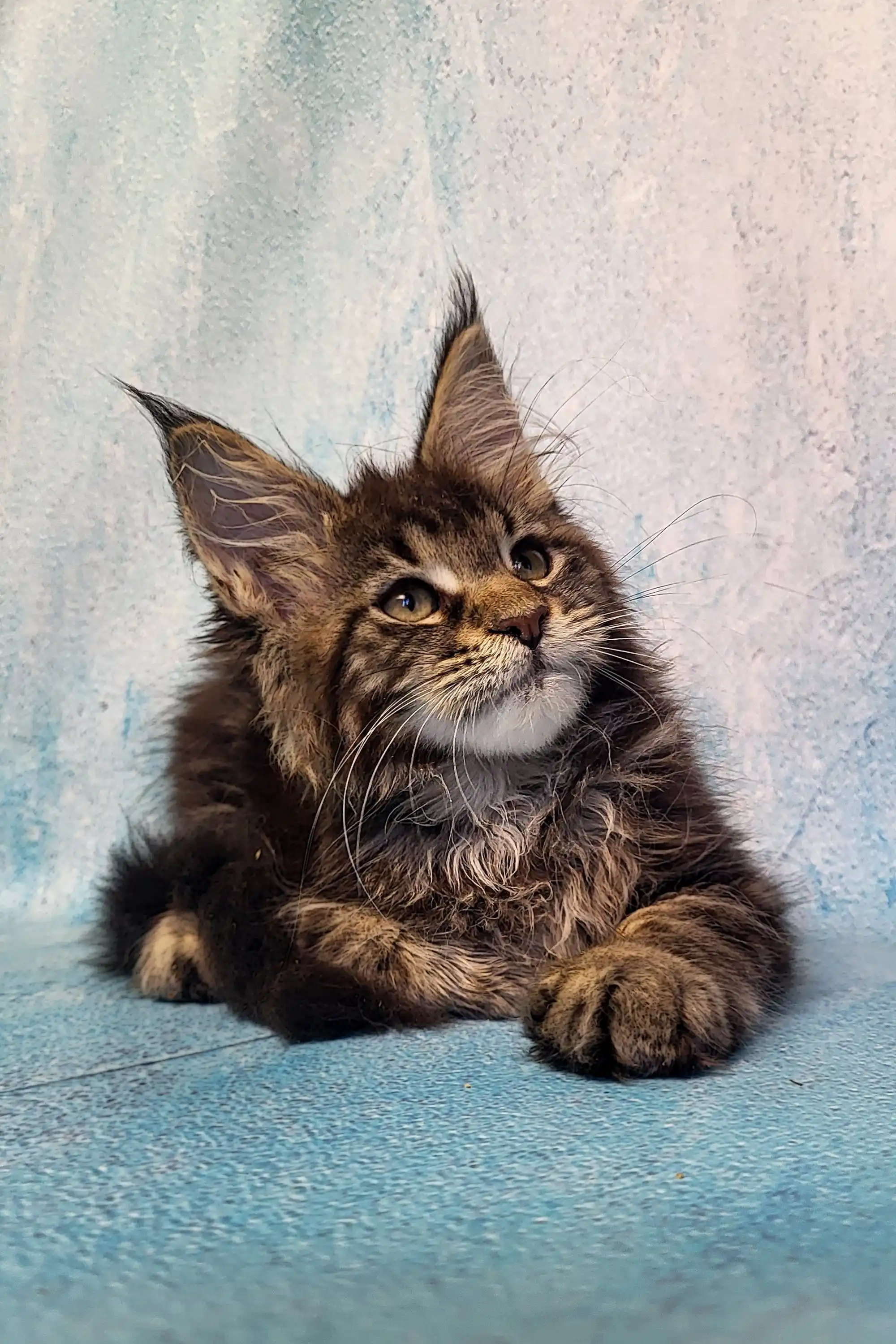 Pava | Maine Coon Kitten - Image 7
