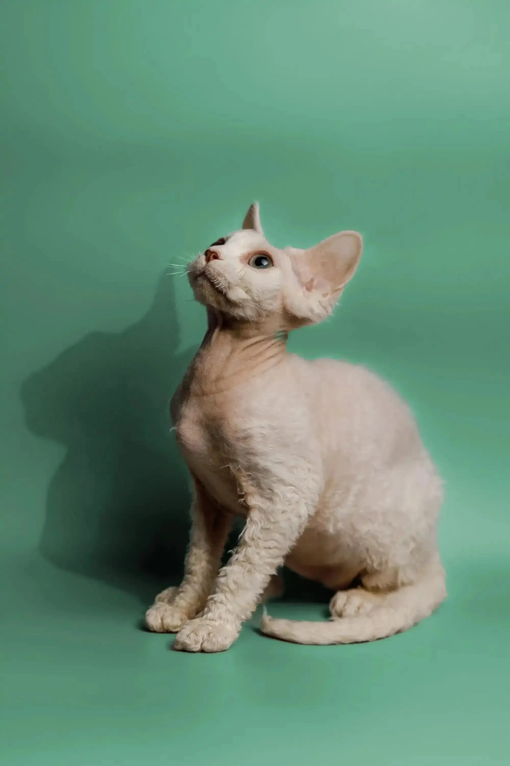 Peace | Devon Rex Kitten - Image 5