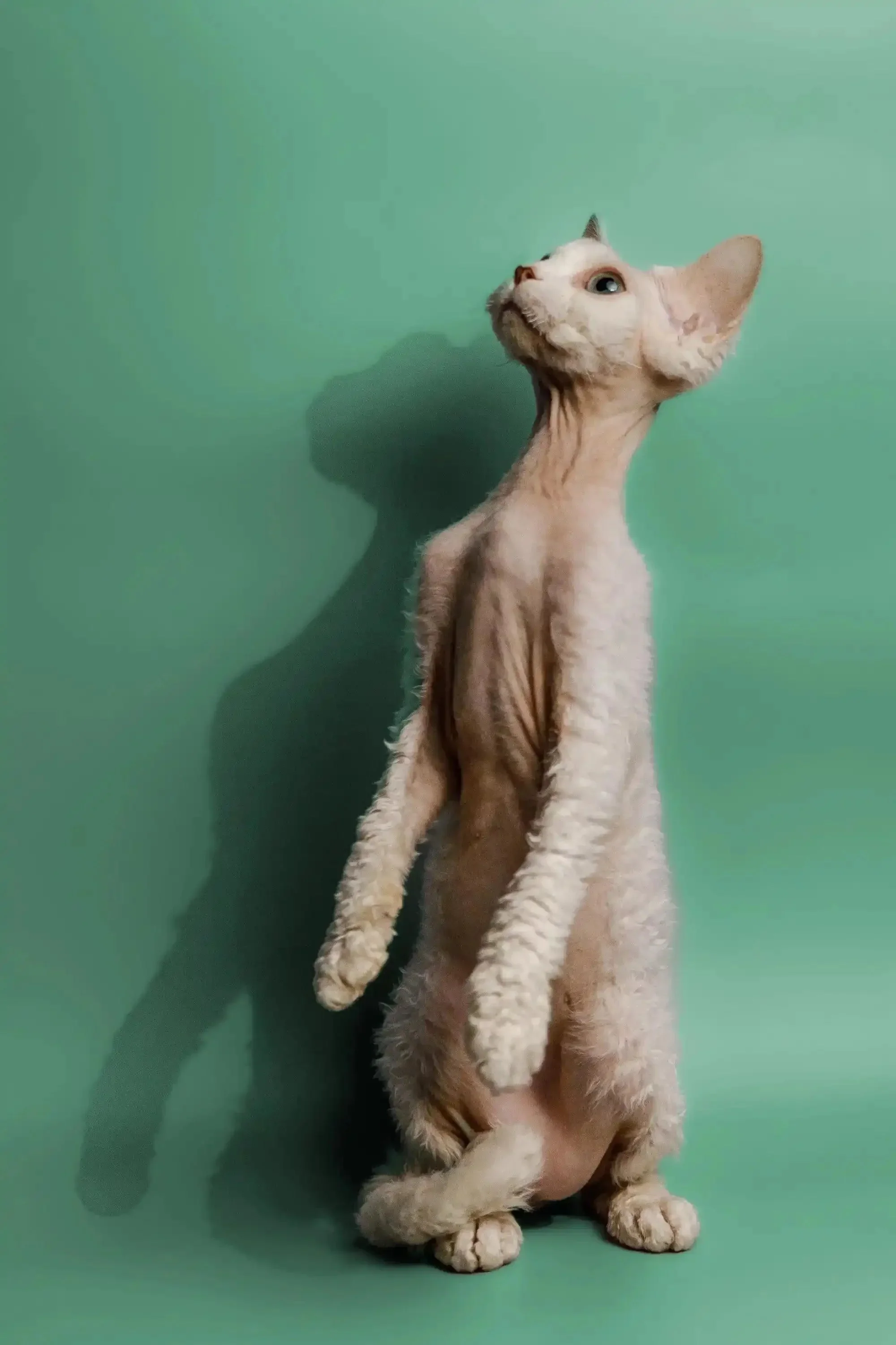 Peace | Devon Rex Kitten - Image 6
