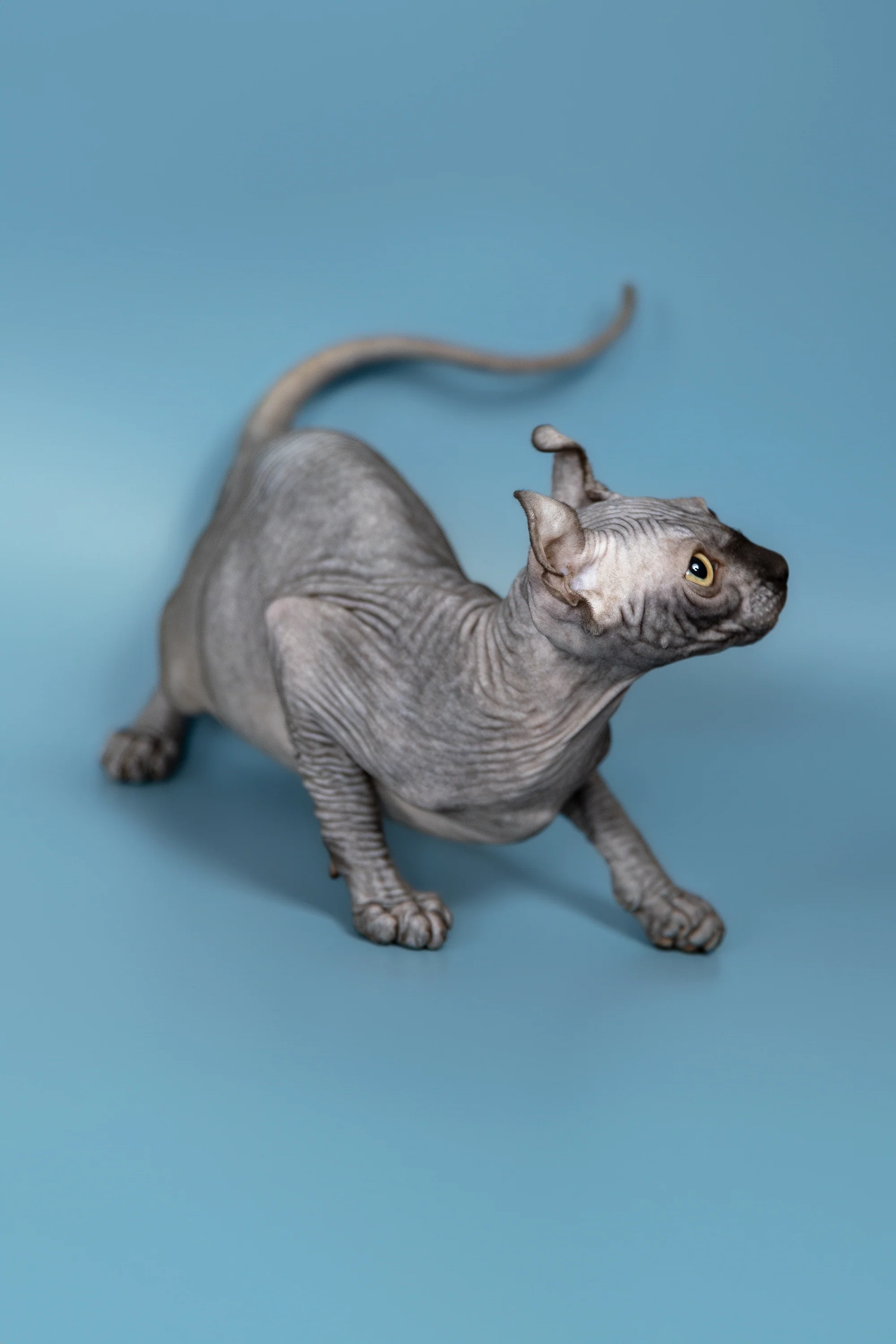 Peper | Elf Sphynx Kitten - Image 11