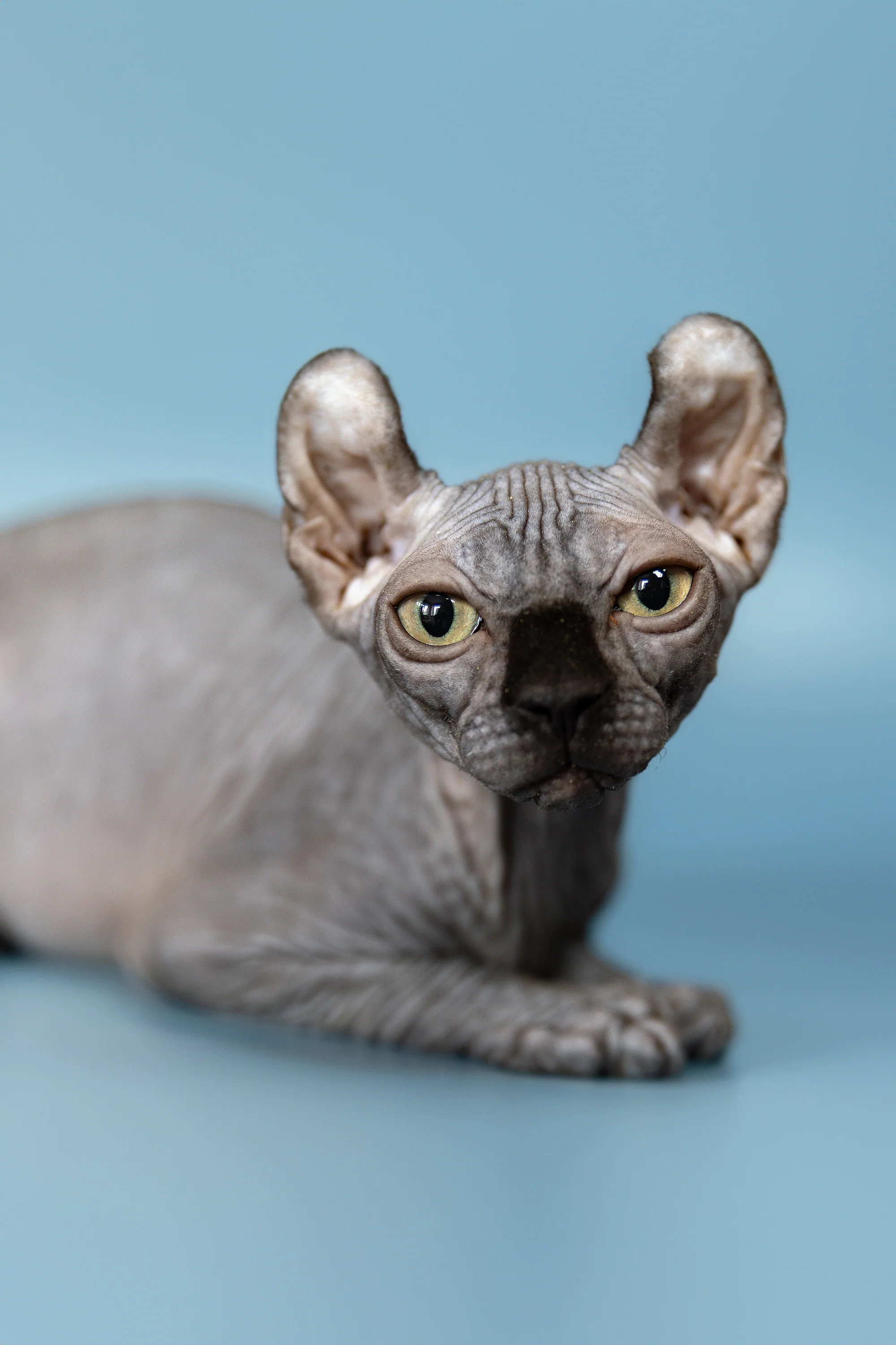 Peper | Elf Sphynx Kitten - Image 2