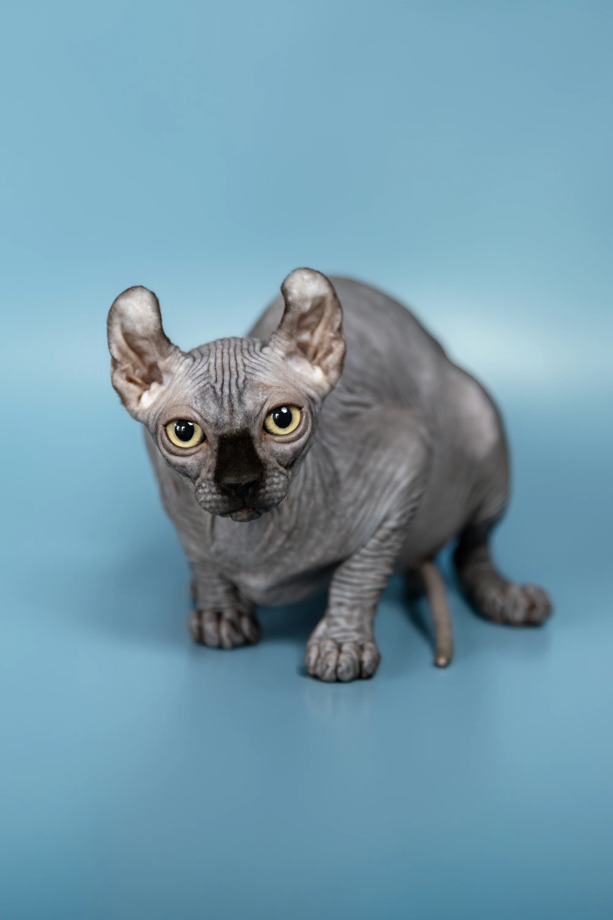Peper | Elf Sphynx Kitten - Image 3