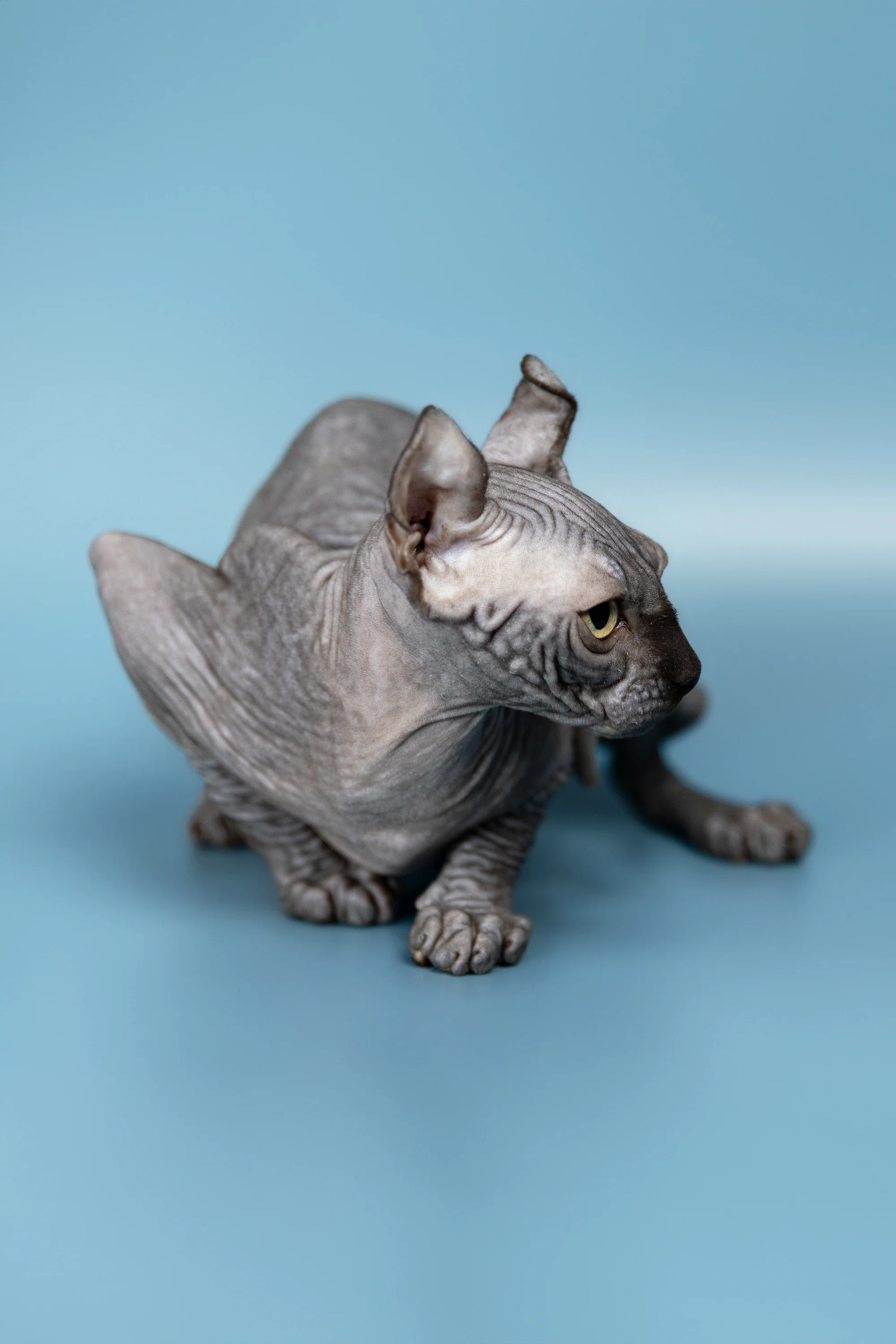 Peper | Elf Sphynx Kitten - Image 5