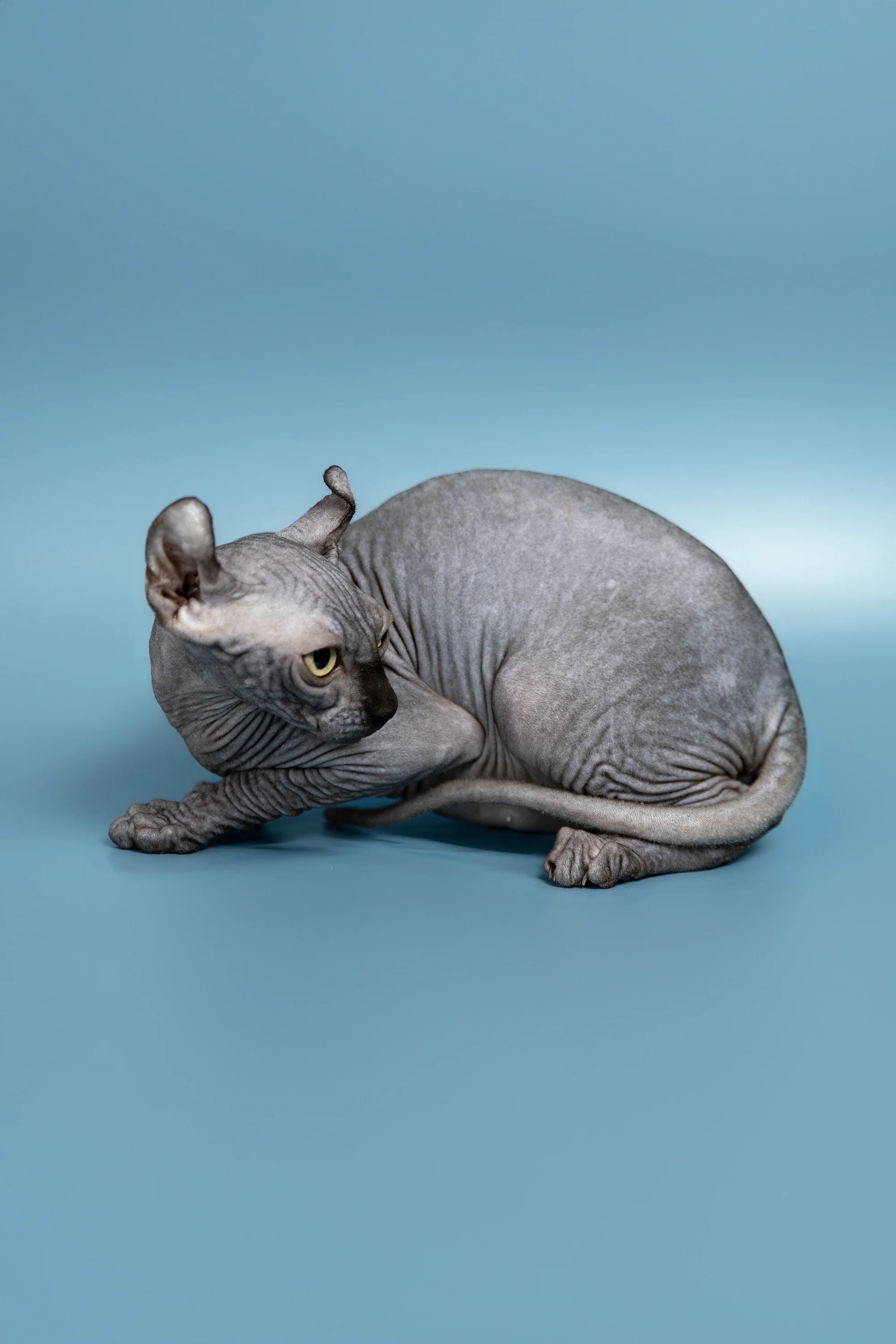 Peper | Elf Sphynx Kitten - Image 8