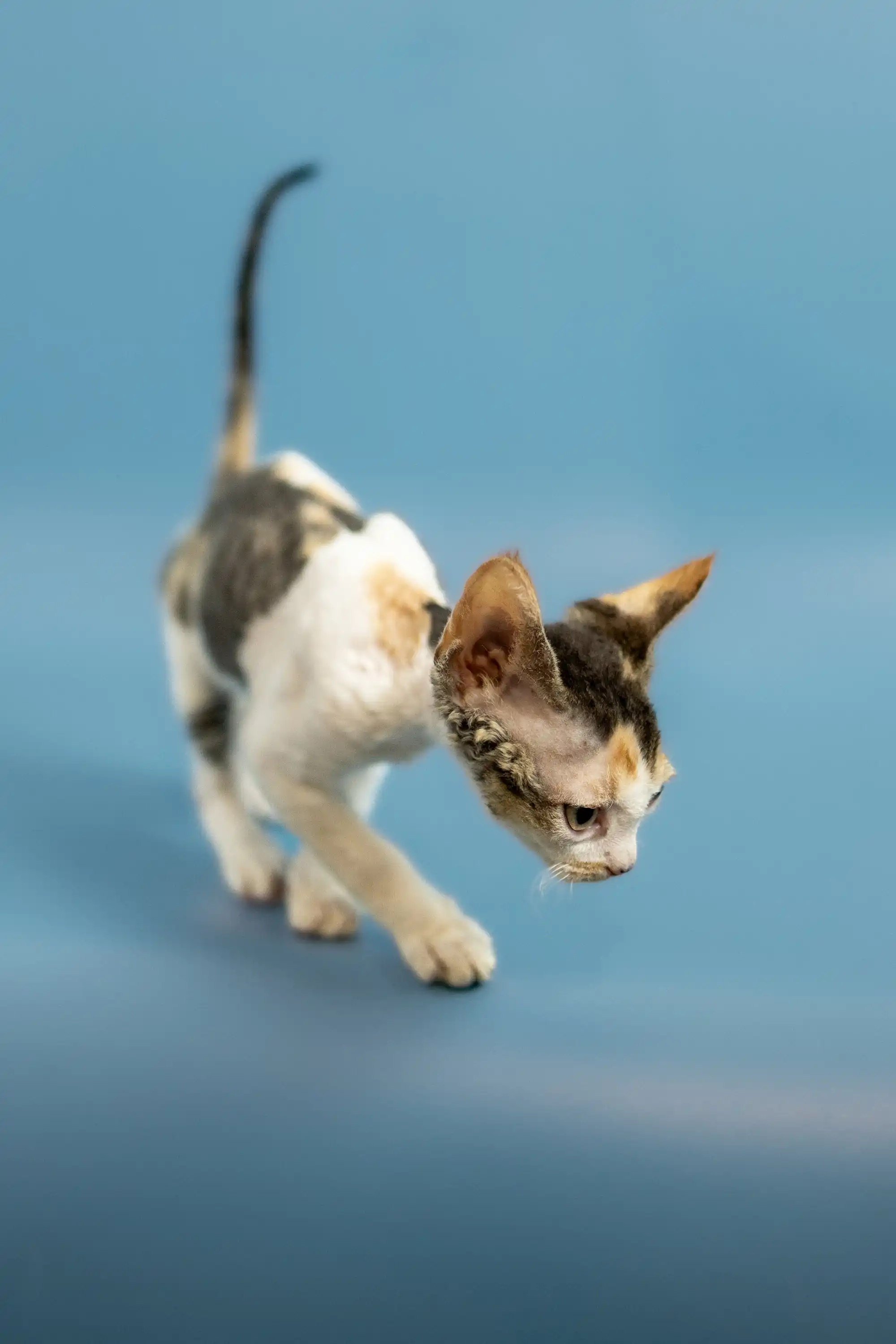 Peppi | Devon Rex Kitten - Image 5