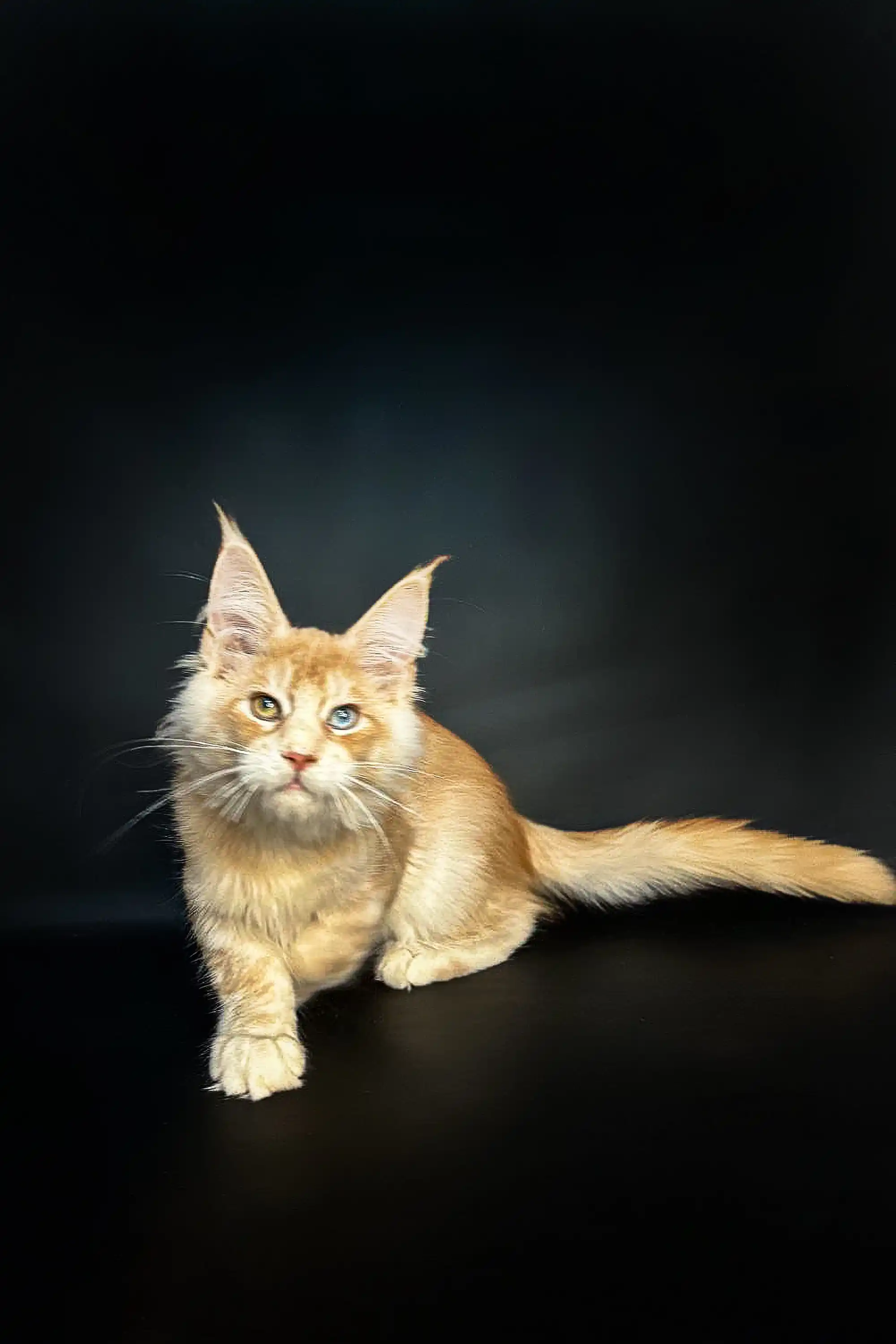 Perceus | Maine Coon Kitten - Image 13
