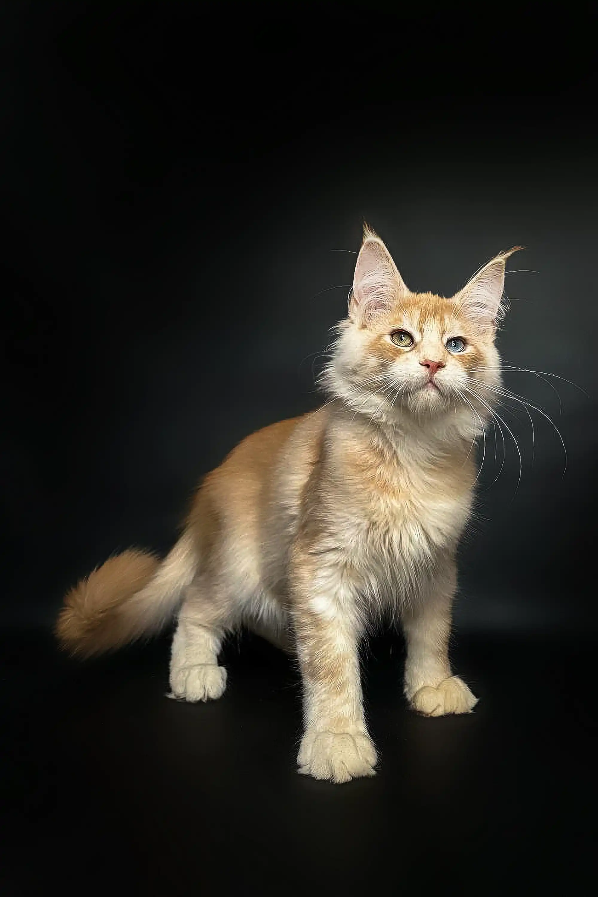 Perceus | Maine Coon Kitten - Image 4