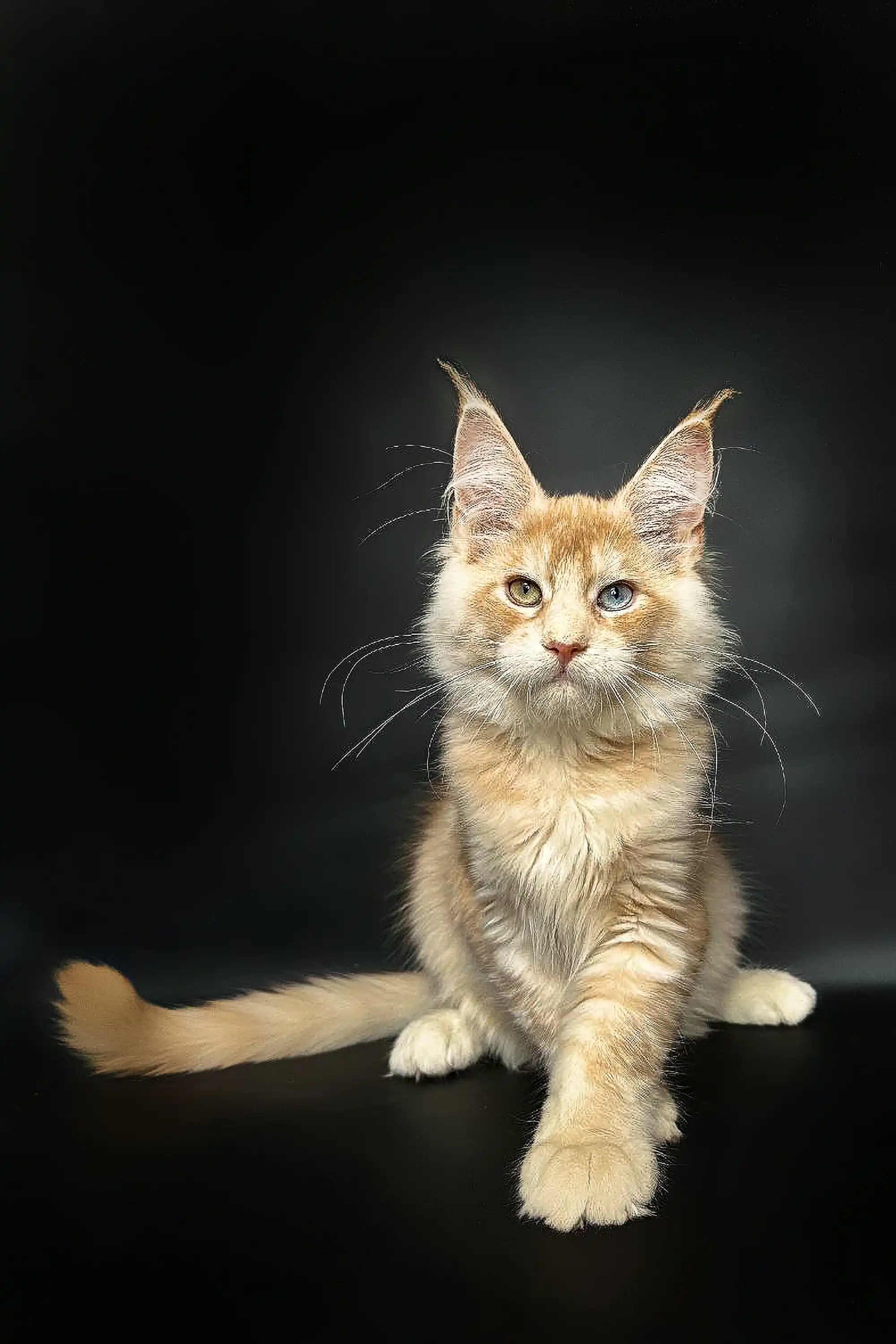 Perceus | Maine Coon Kitten - Image 5