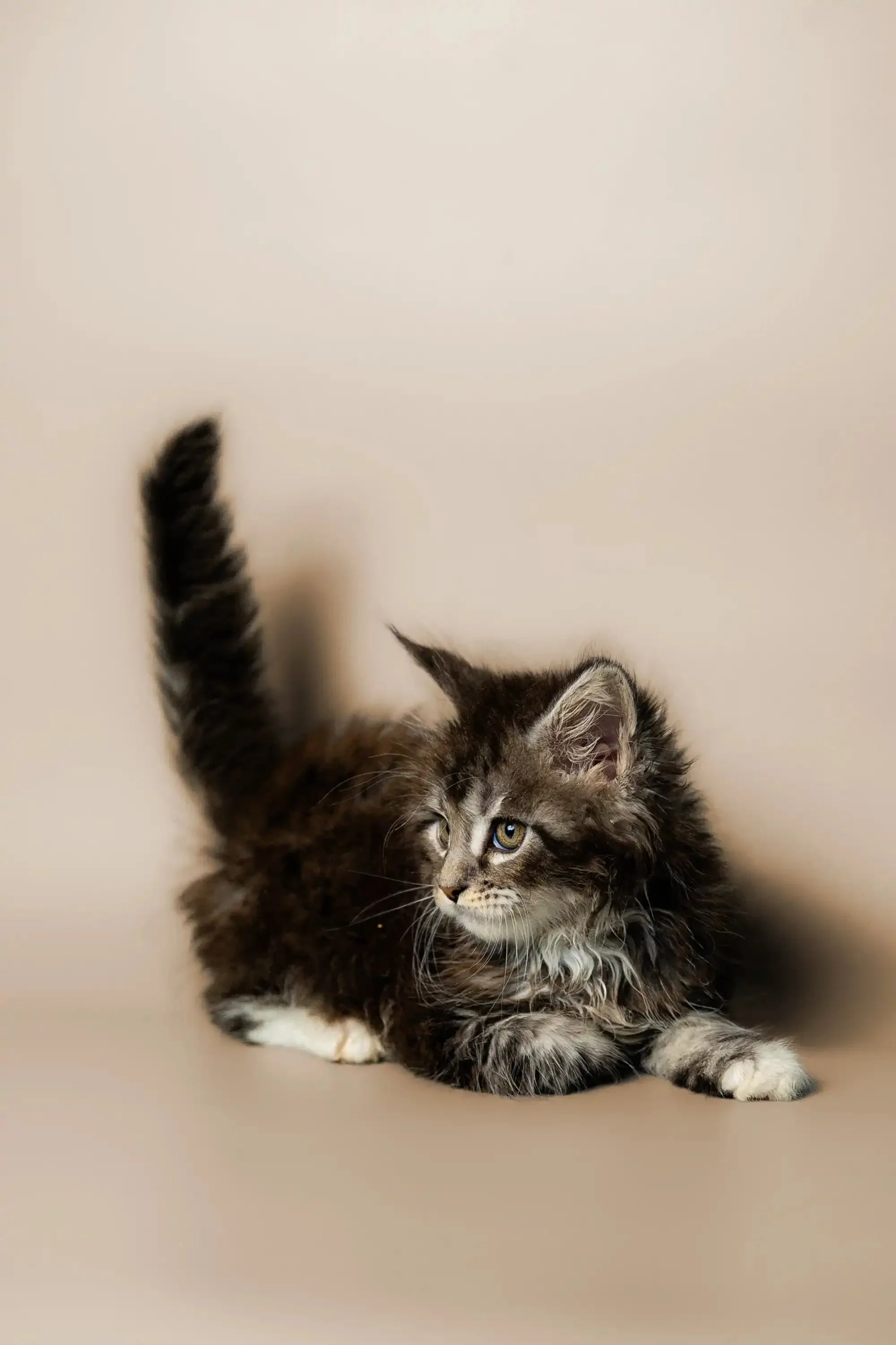 Percy | Maine Coon Kitten - Image 3