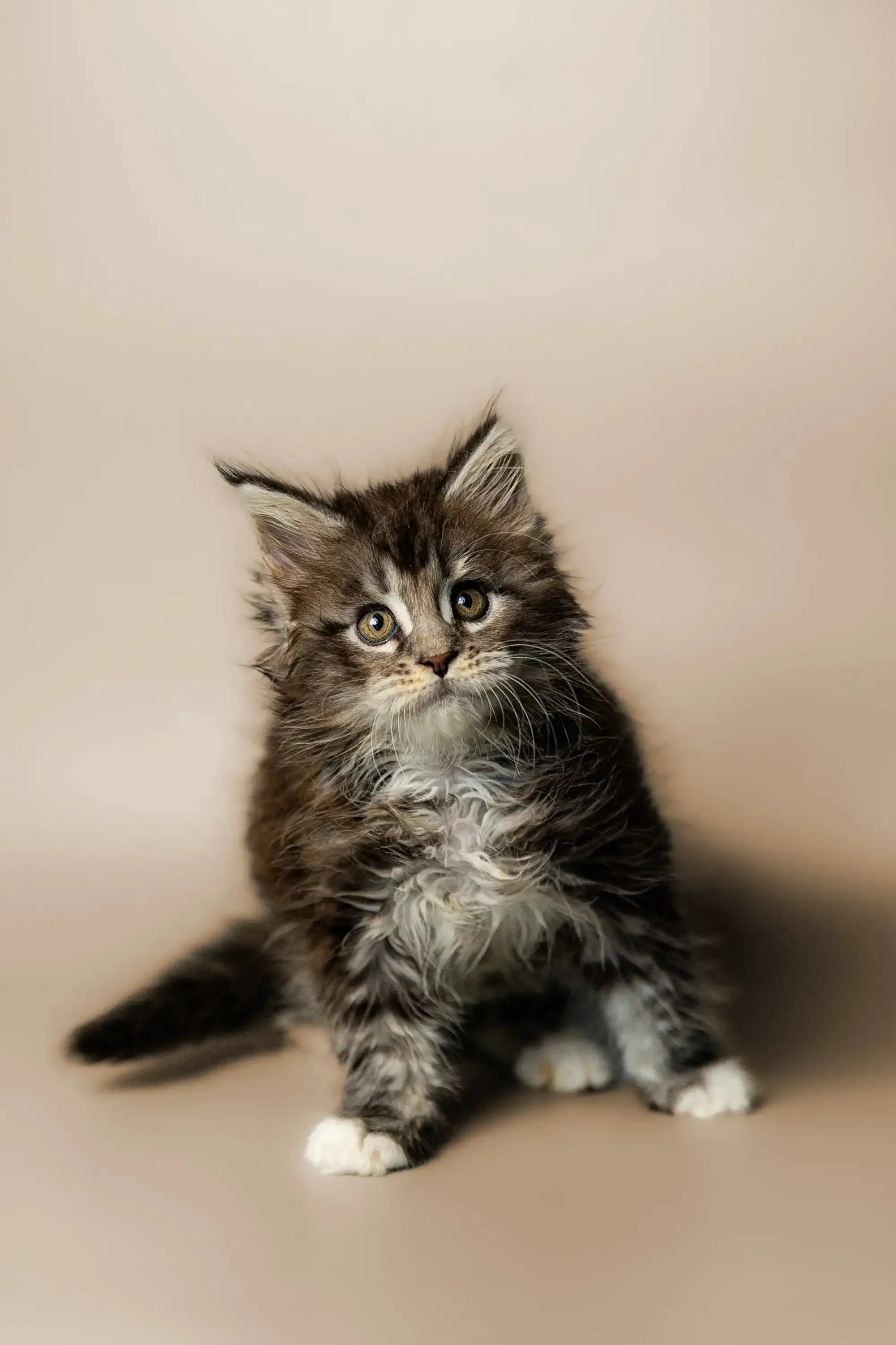 Percy | Maine Coon Kitten - Image 4