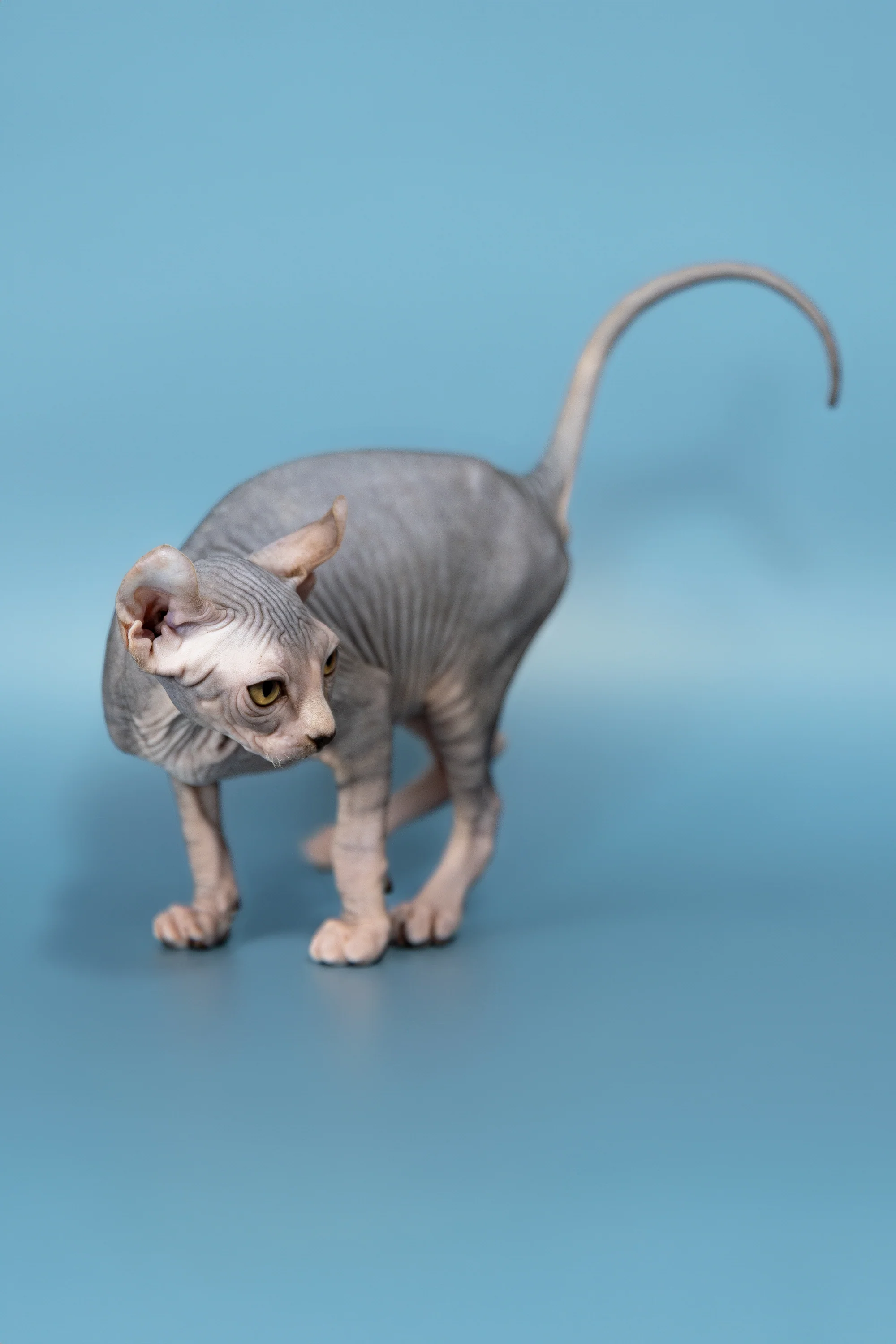 Peris | Elf Sphynx Kitten - Image 3