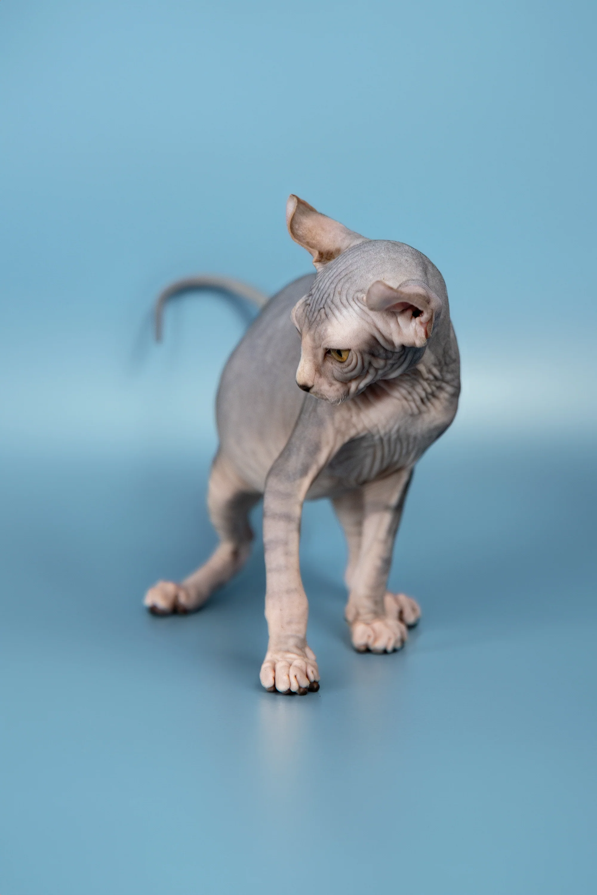 Peris | Elf Sphynx Kitten - Image 4