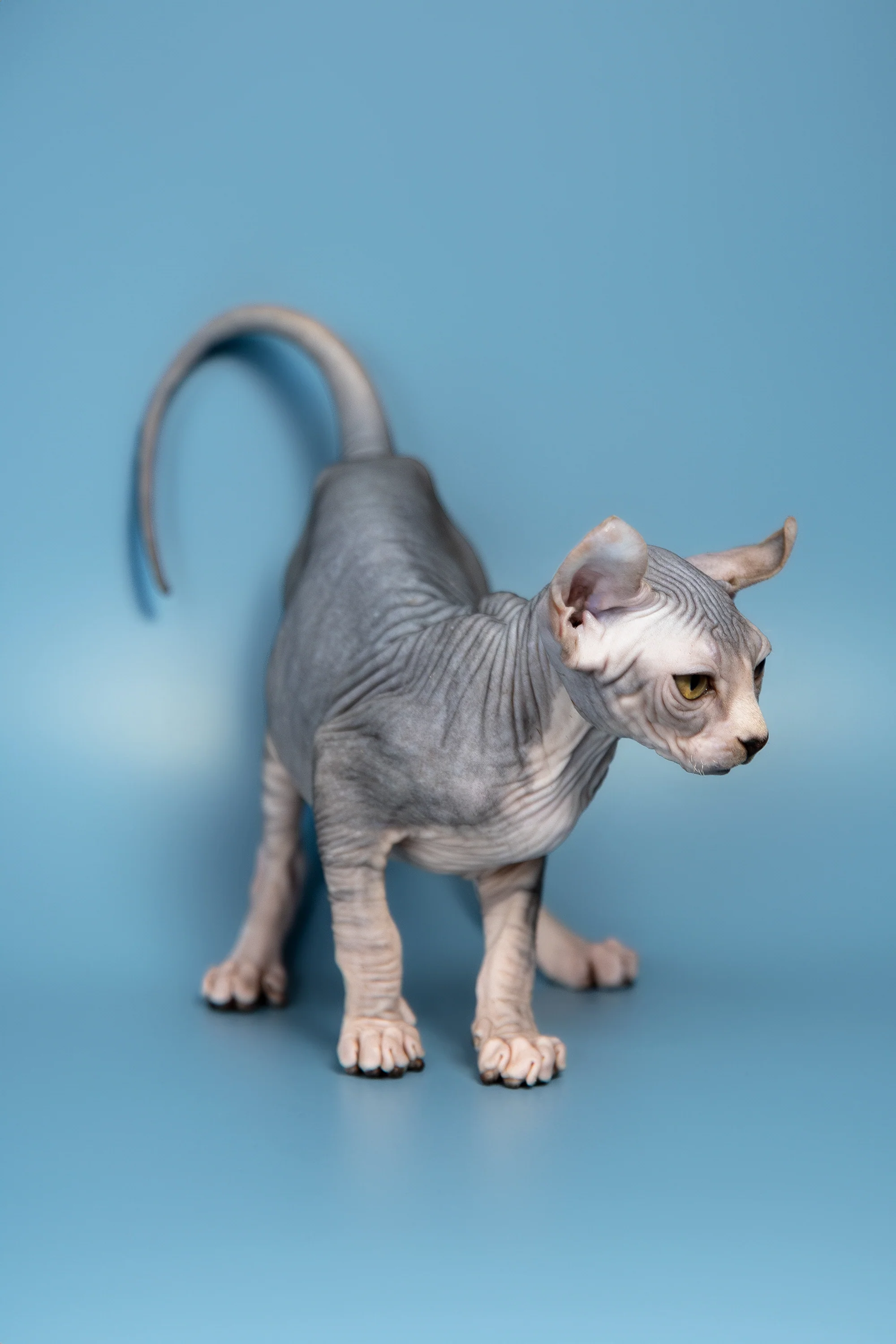Peris | Elf Sphynx Kitten - Image 8