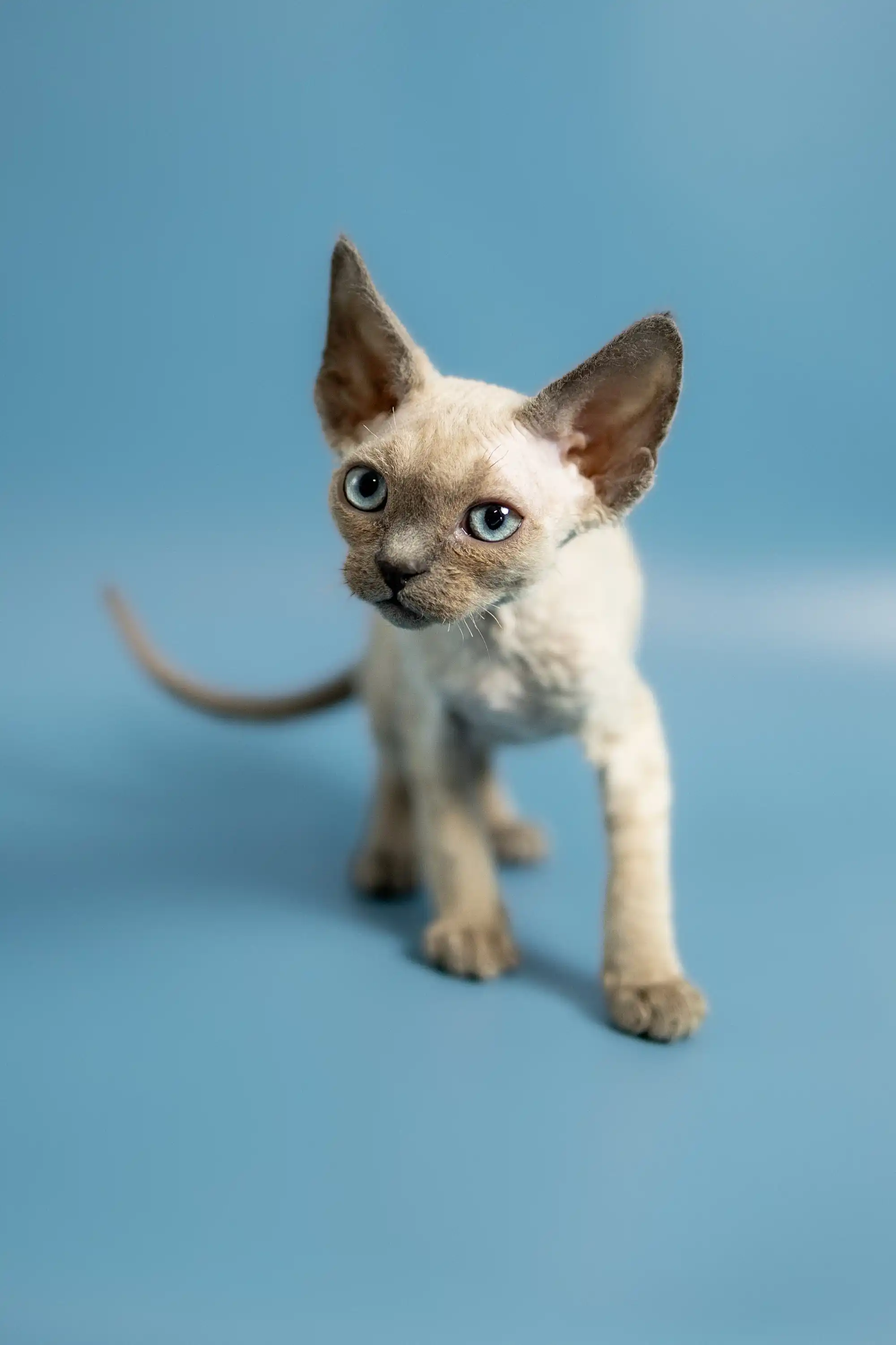 Peter | Devon Rex Kitten - Image 17