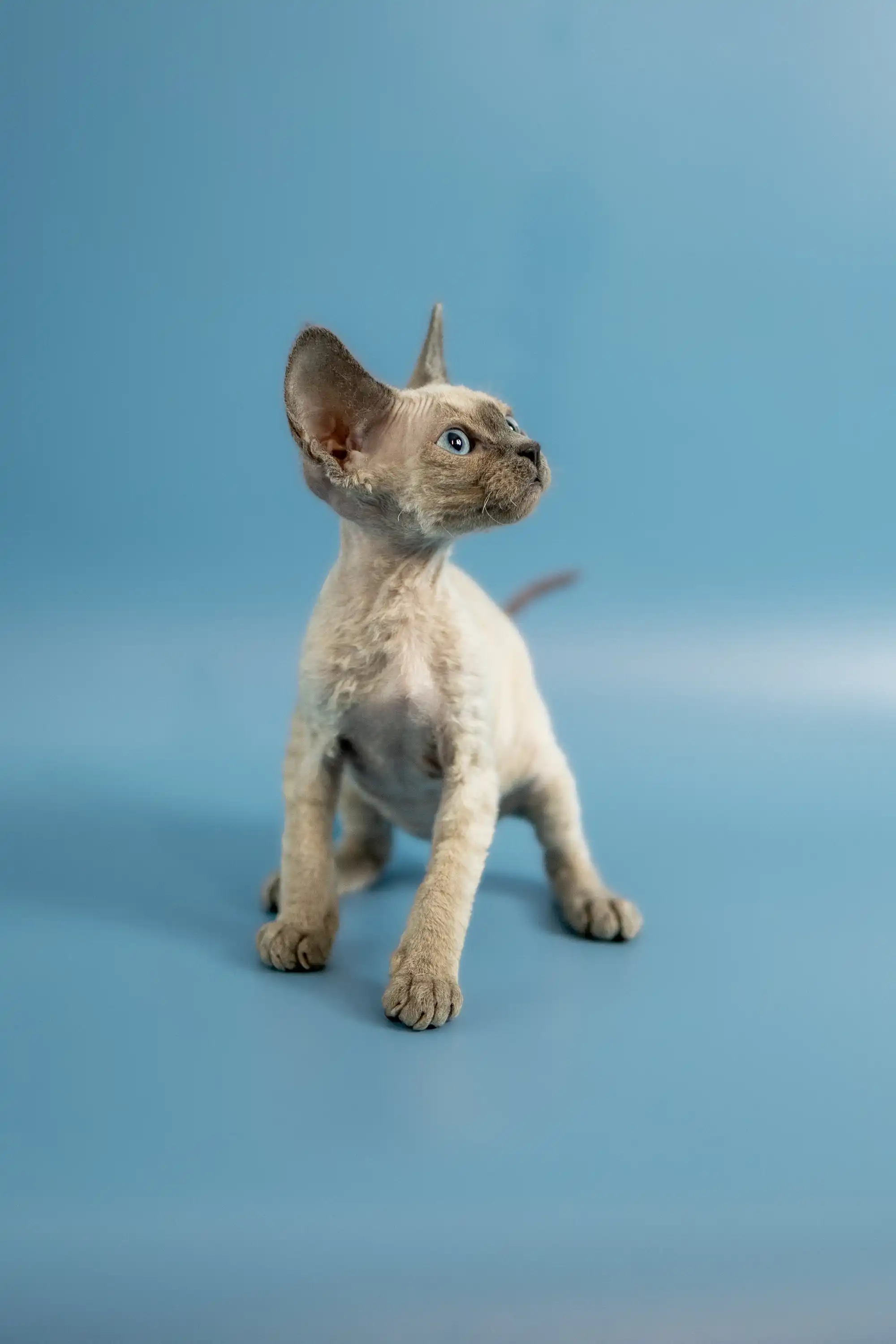 Peter | Devon Rex Kitten - Image 6