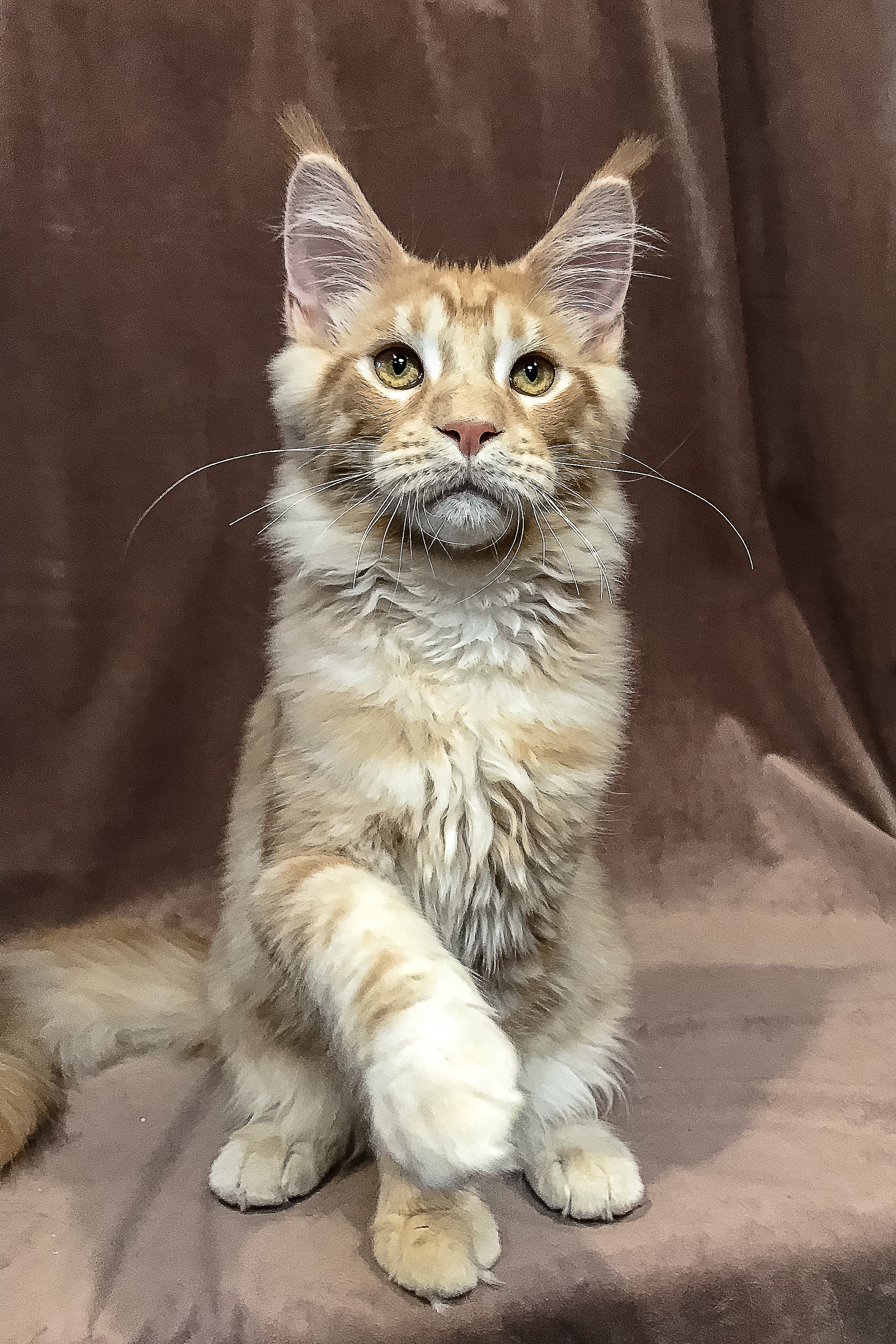 Peter | Maine Coon Kitten - Image 9