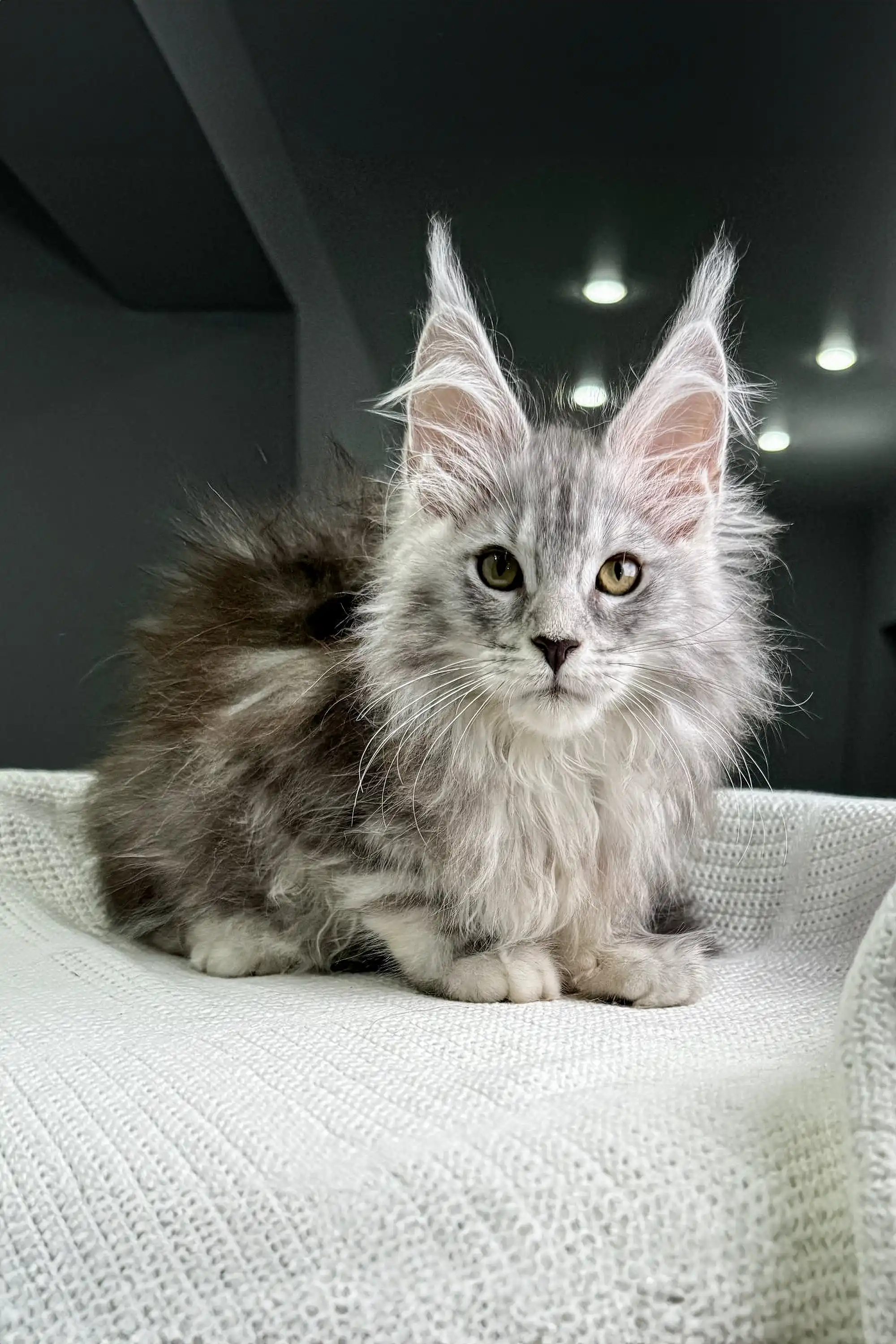 Pfeiffer | Maine Coon Kitten - Image 10