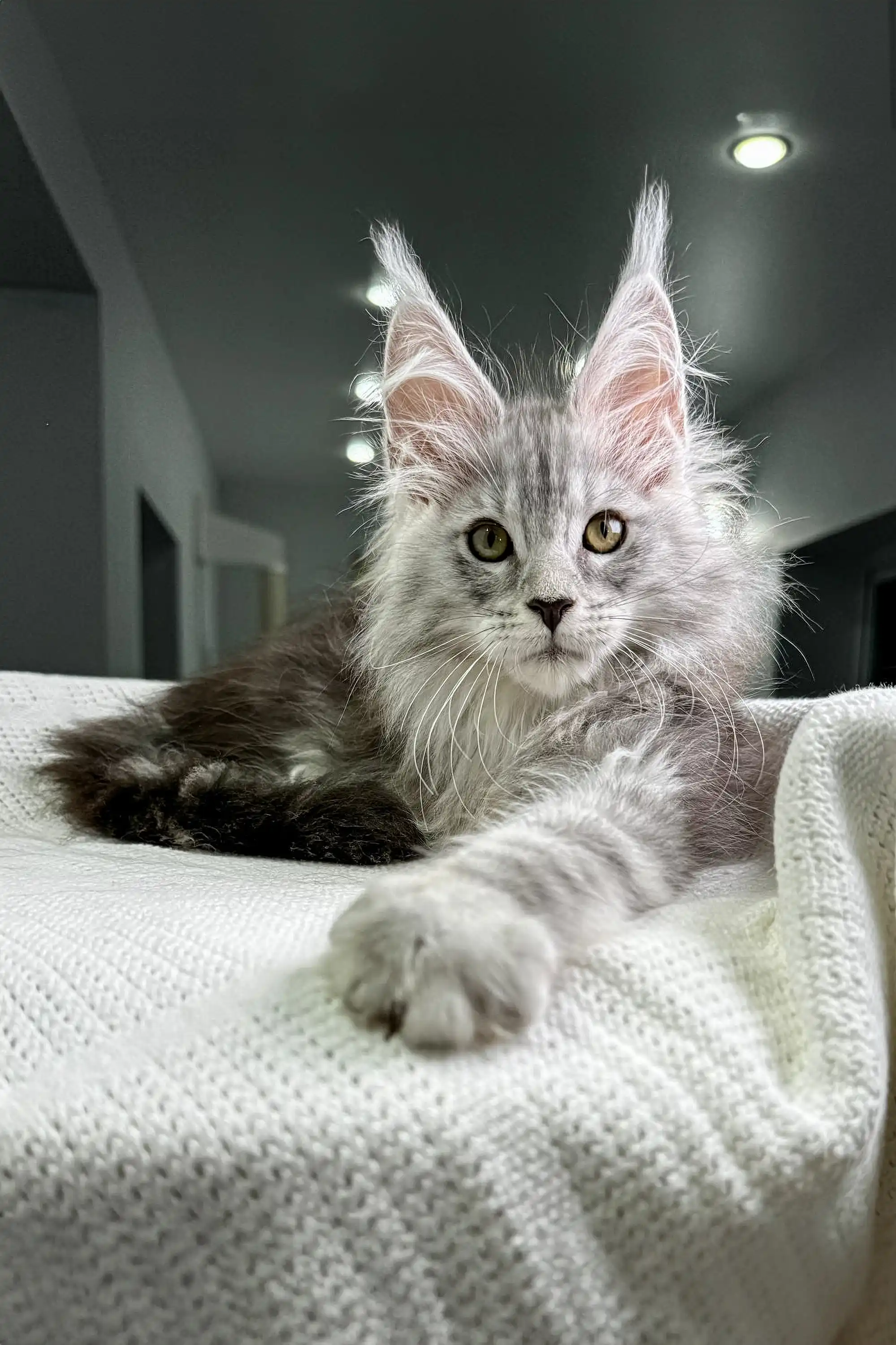 Pfeiffer | Maine Coon Kitten - Image 6