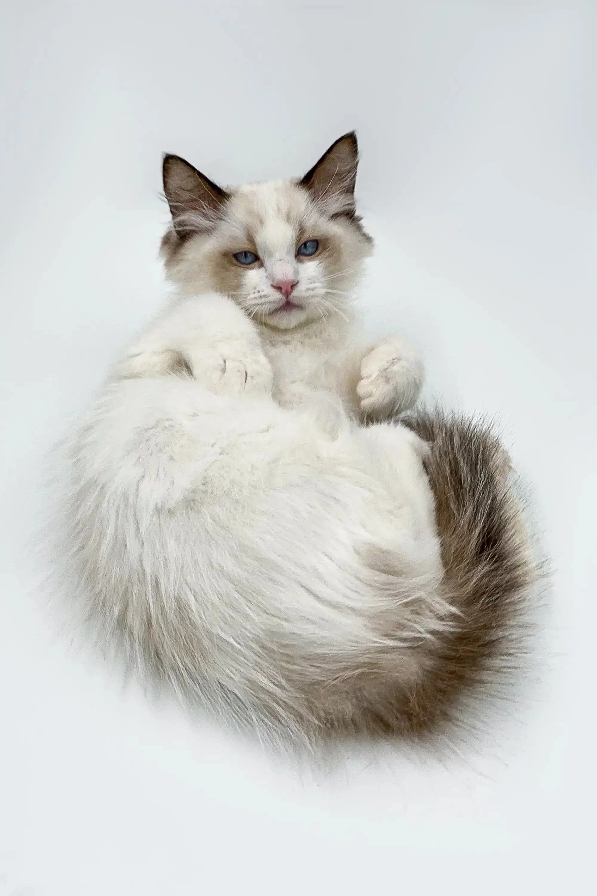 Phobos | Ragdoll Kitten - Image 2