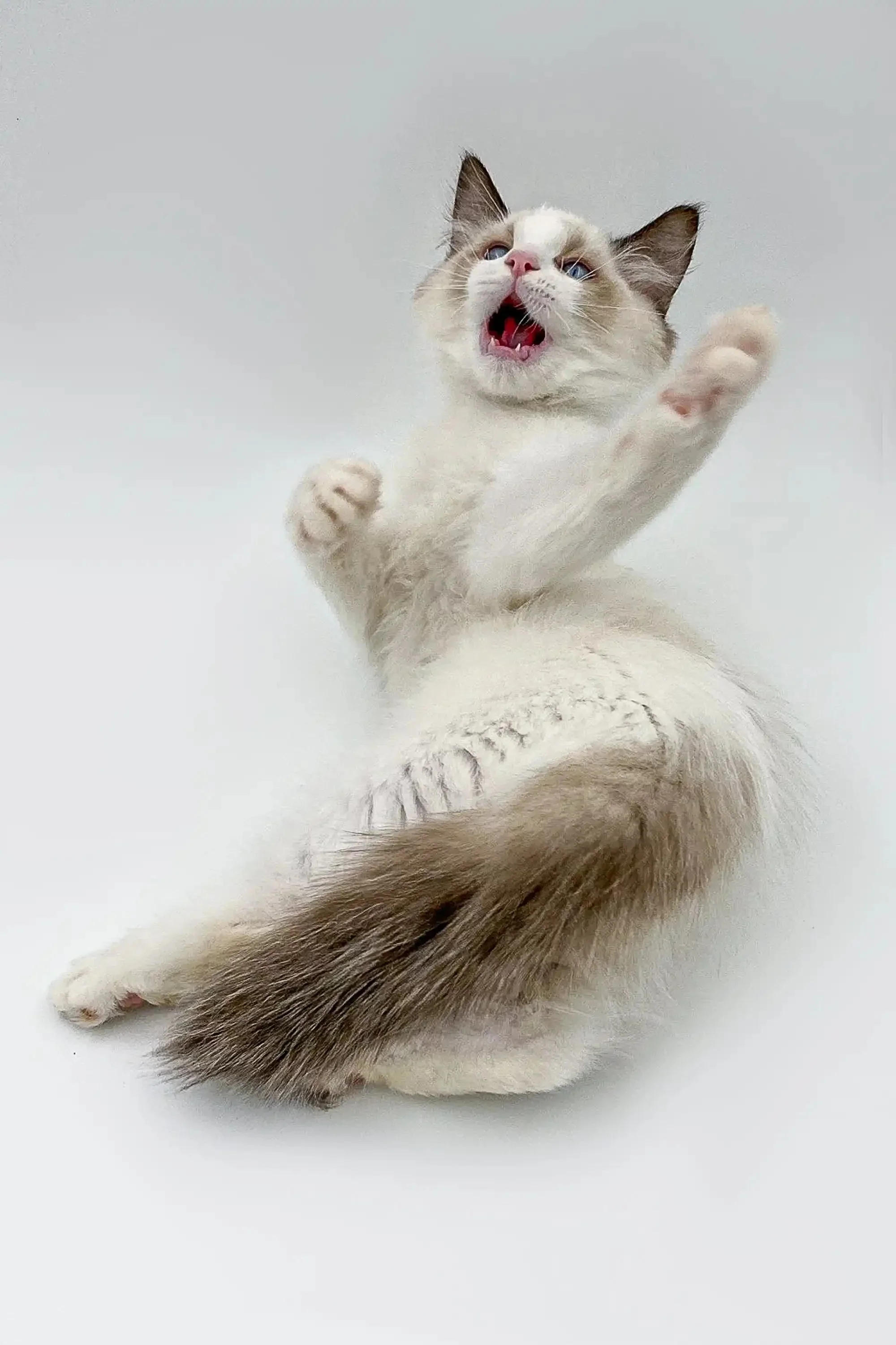 Phobos | Ragdoll Kitten - Image 3