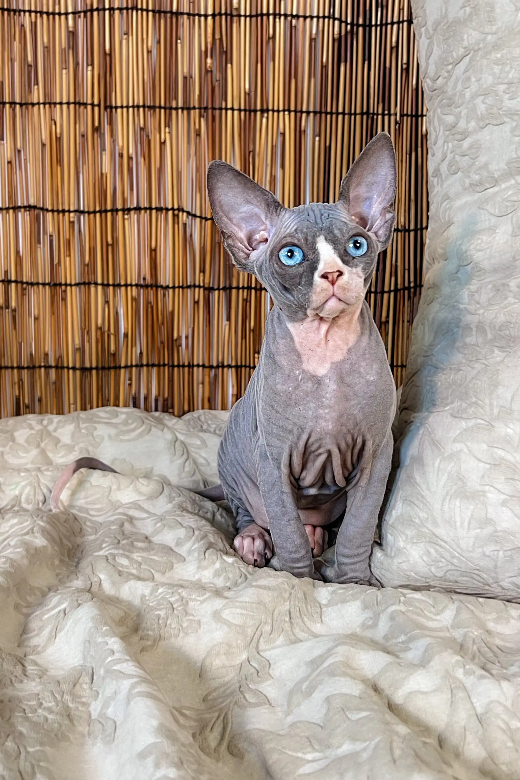 Phoebe | Canadian Sphynx Kitten - Image 8