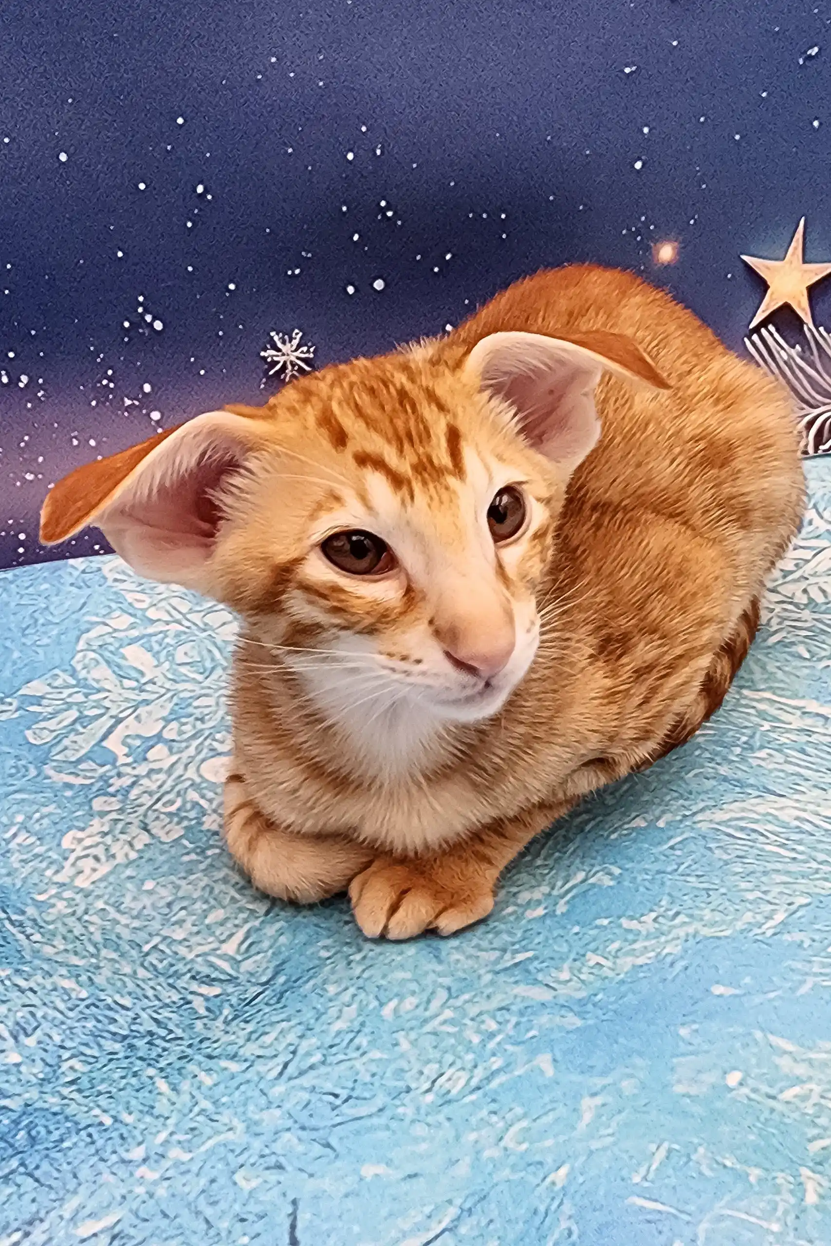 Phoenix | Oriental Shorthair Kitten - Image 3