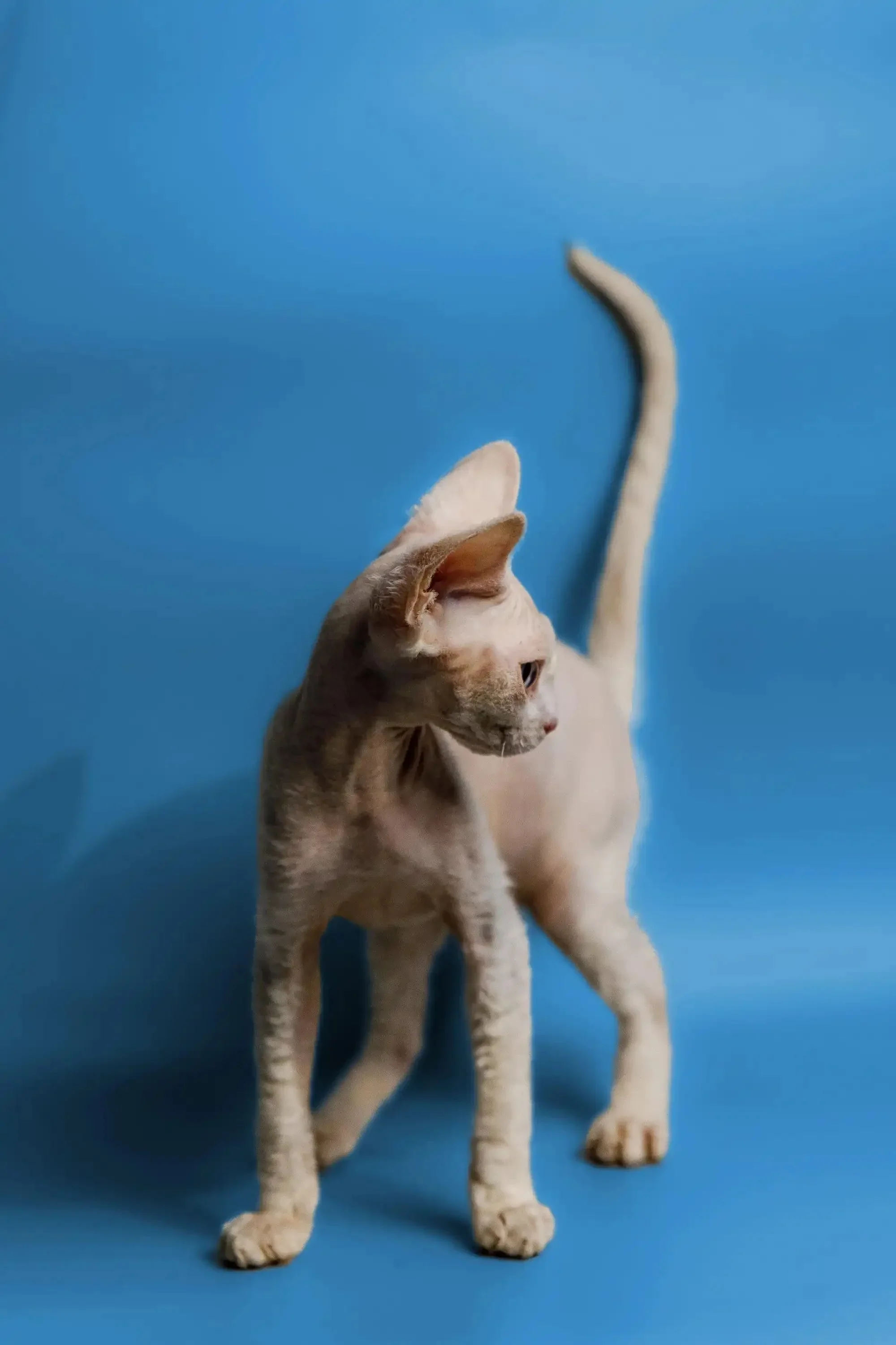 Pink | Devon Rex Kitten - Image 5